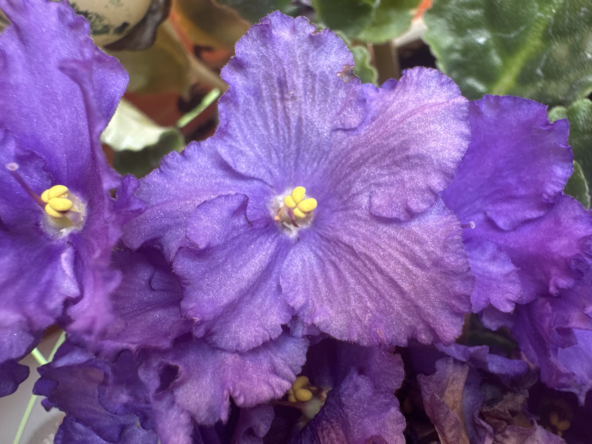 Afternoon in Plovdiv: car interiors, flowers, and fresh lip filler