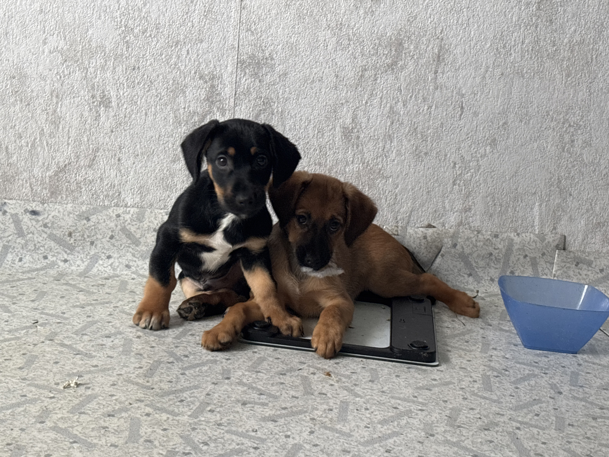 Two dachshund puppies doing puppy things in Birobidzhan