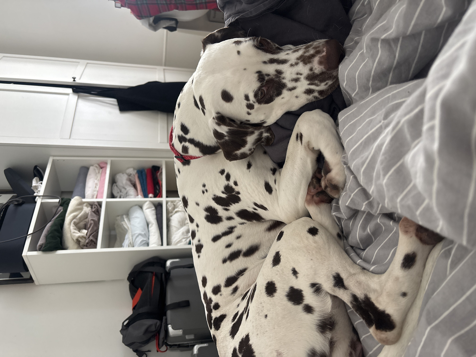 Dalmatian dog rests on bedroom duvet in Moscow