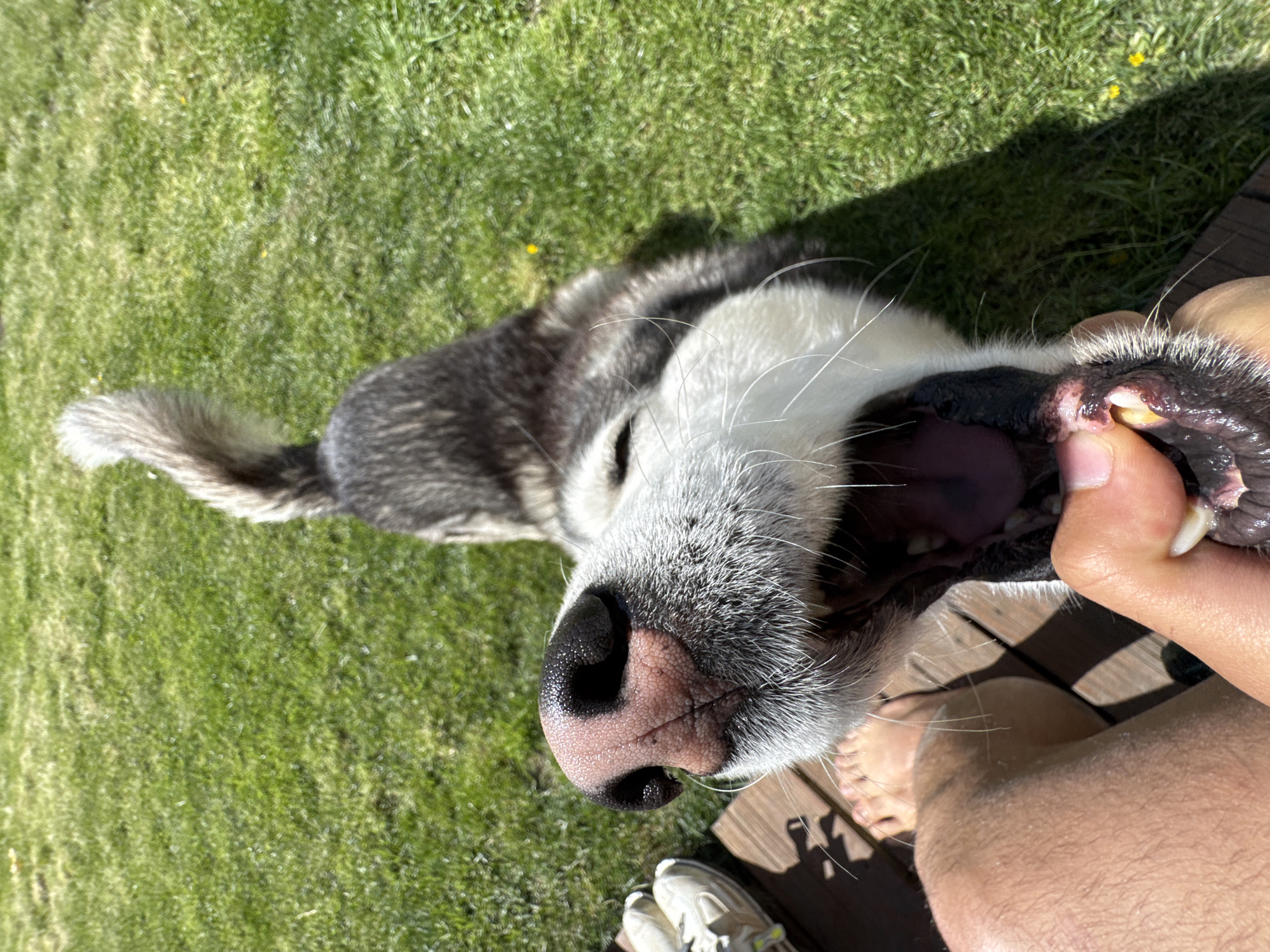 Husky dog photographed with person in Radnevo, Bulgaria