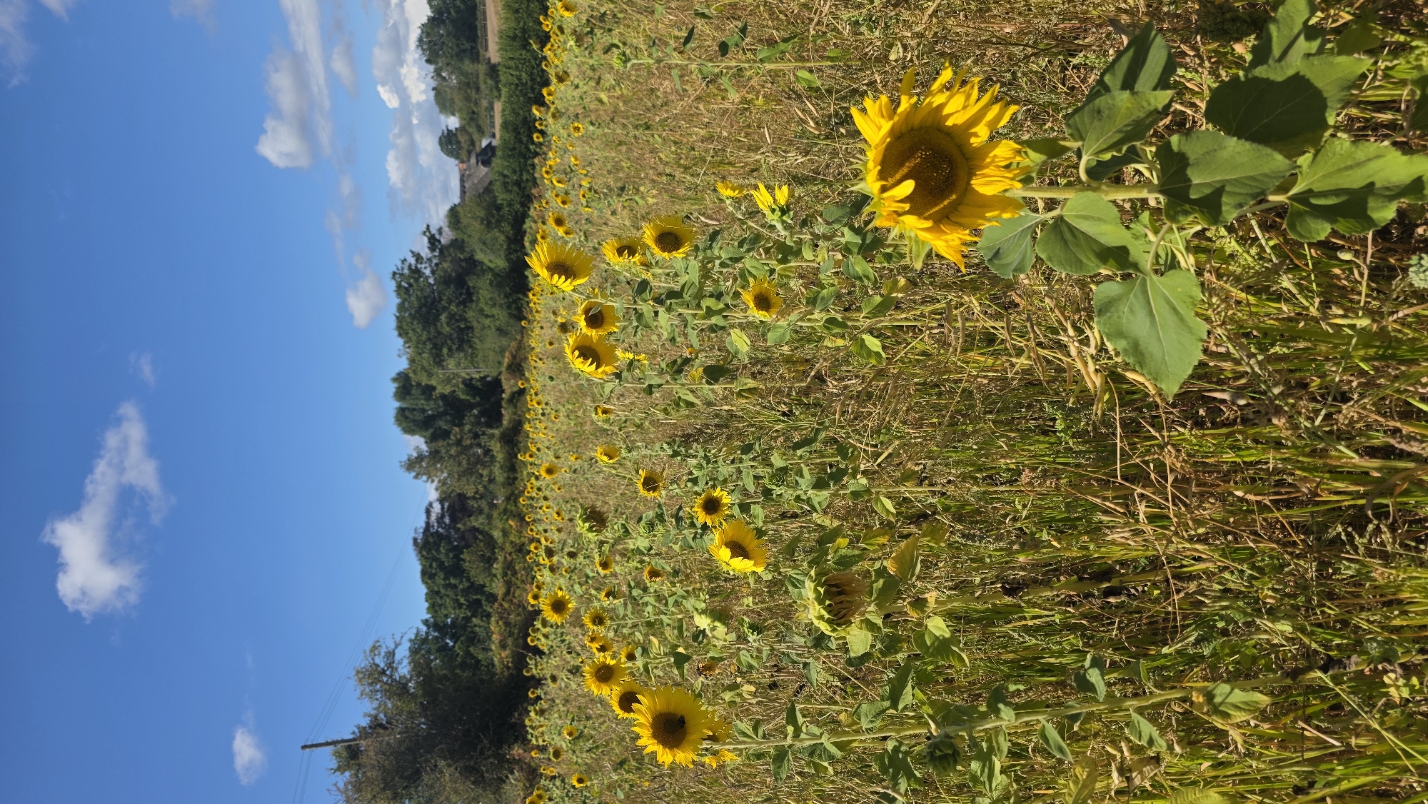 Summer afternoon in a blooming sunflower field, Rother