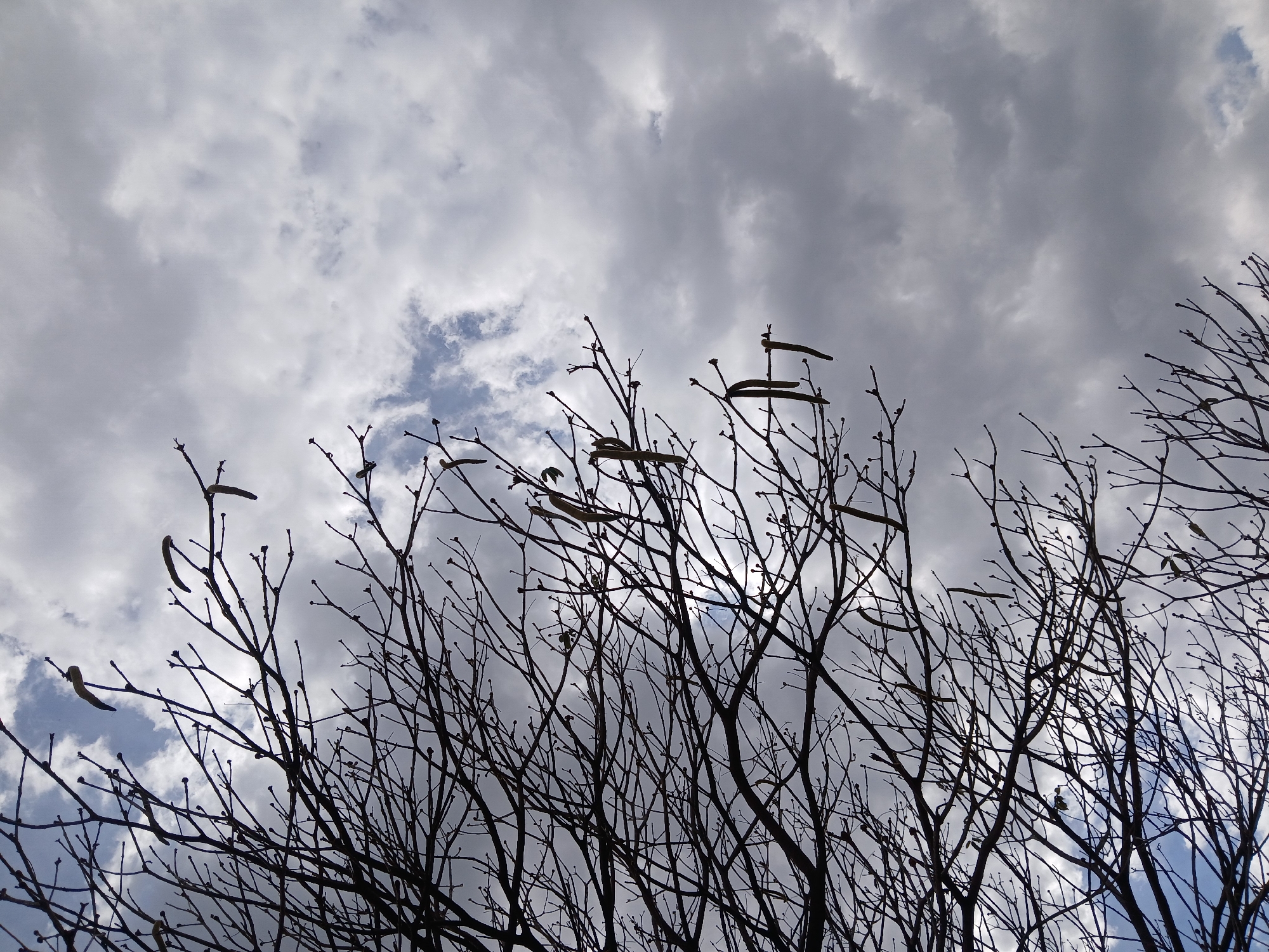 Evening scenes captured across Ciudad Guayana: trees, tire shop, birds