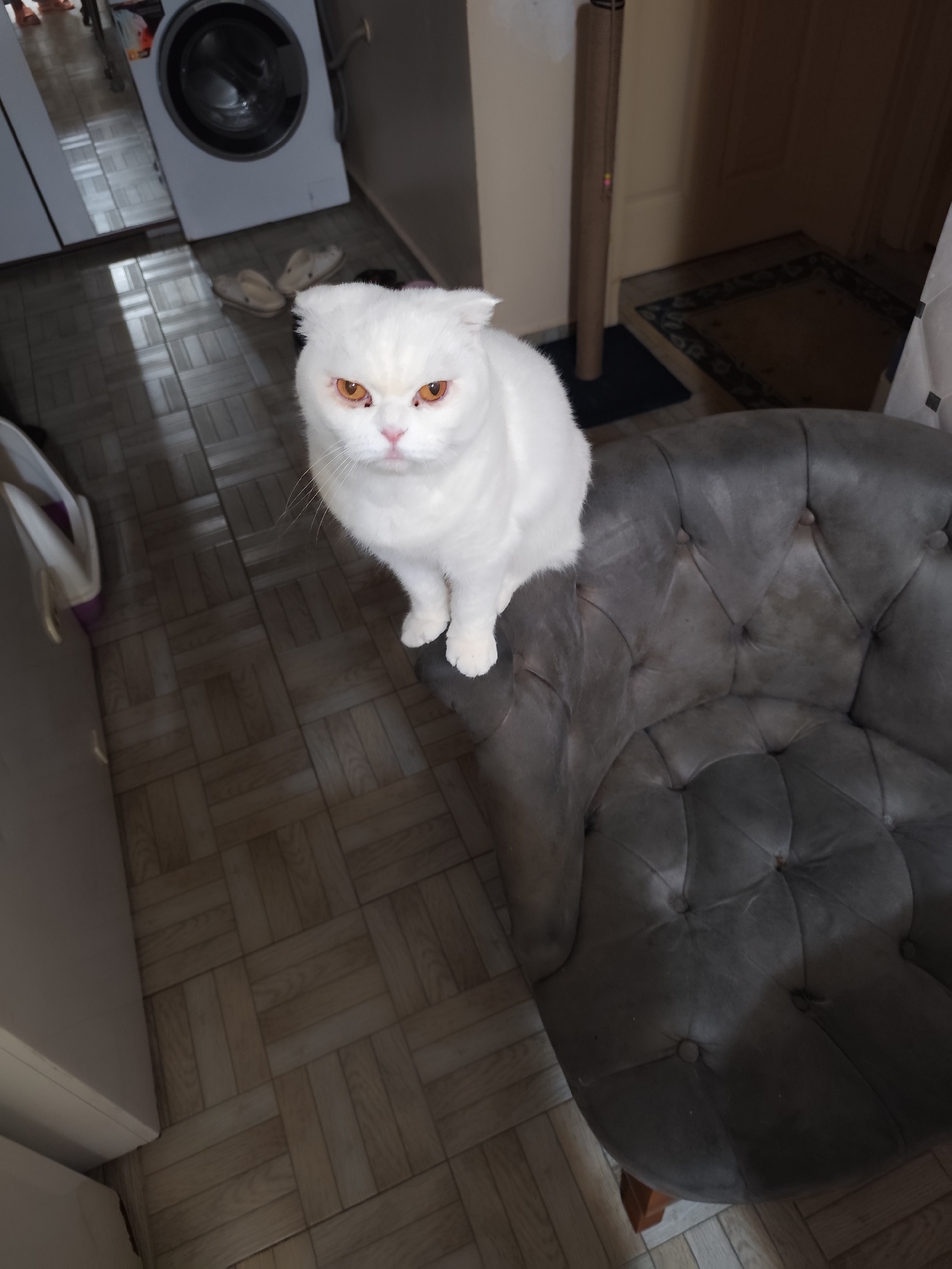 White Scottish Fold cat spotted on armchair in Sarıyer