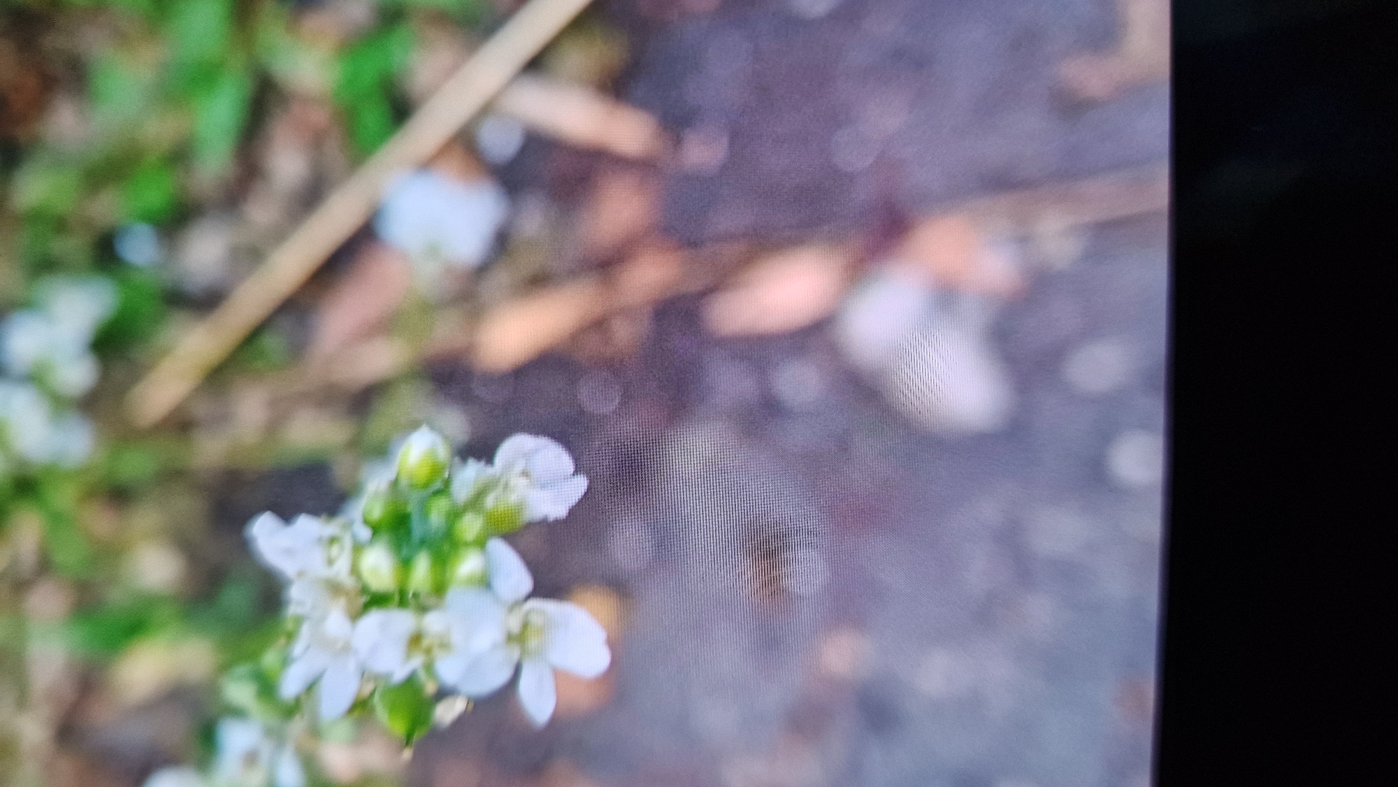 Kostanay afternoon garden walk turns into a rainy night out