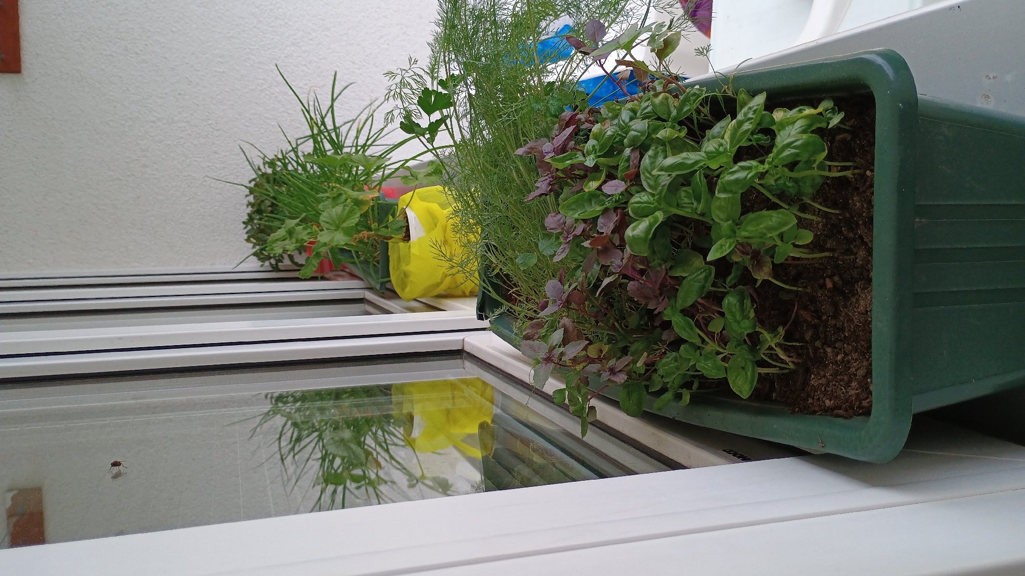 Indoor gardening and city views captured in Sokolov