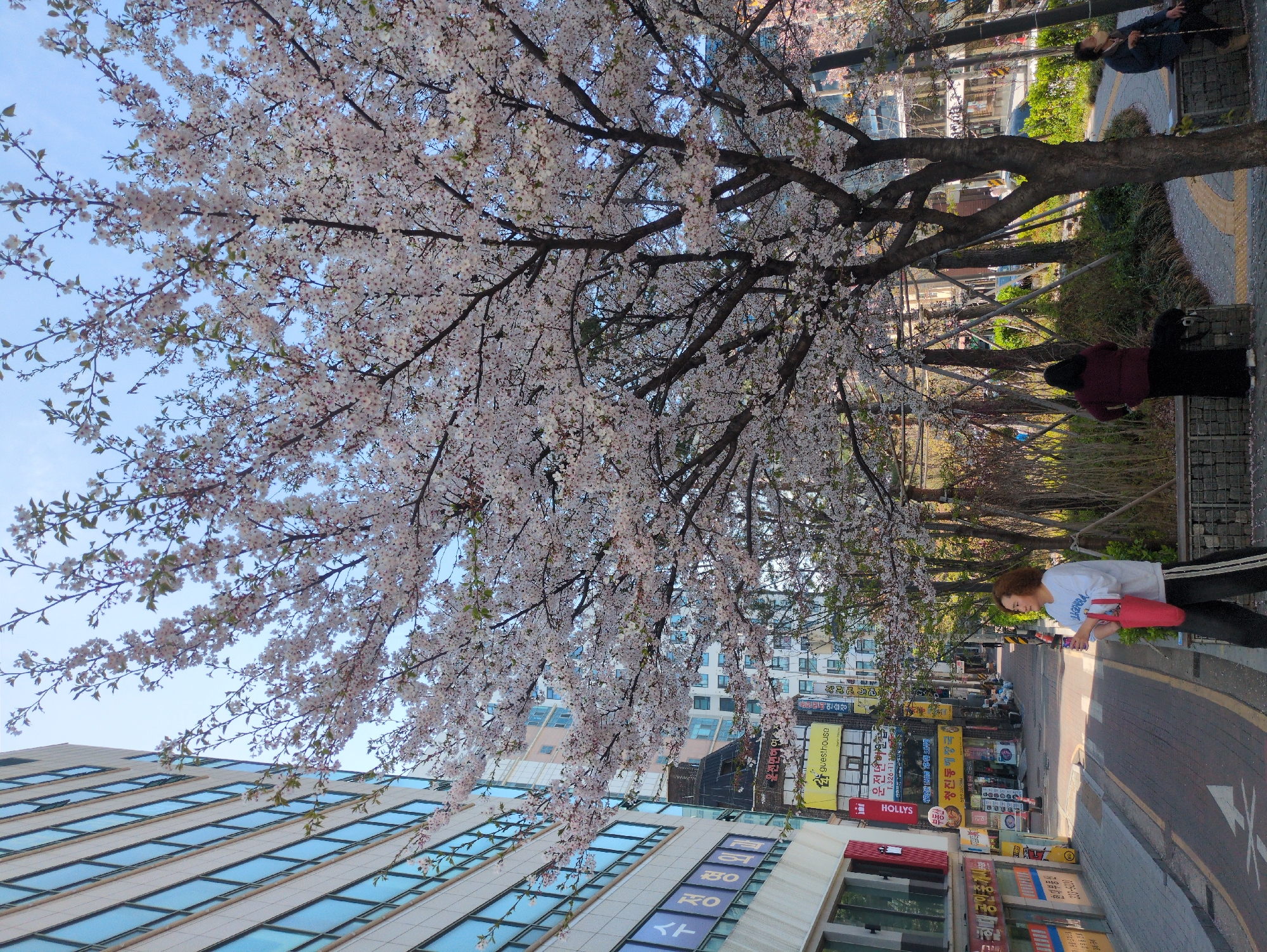 Cherry blossoms bloom across Seoul streets during early morning