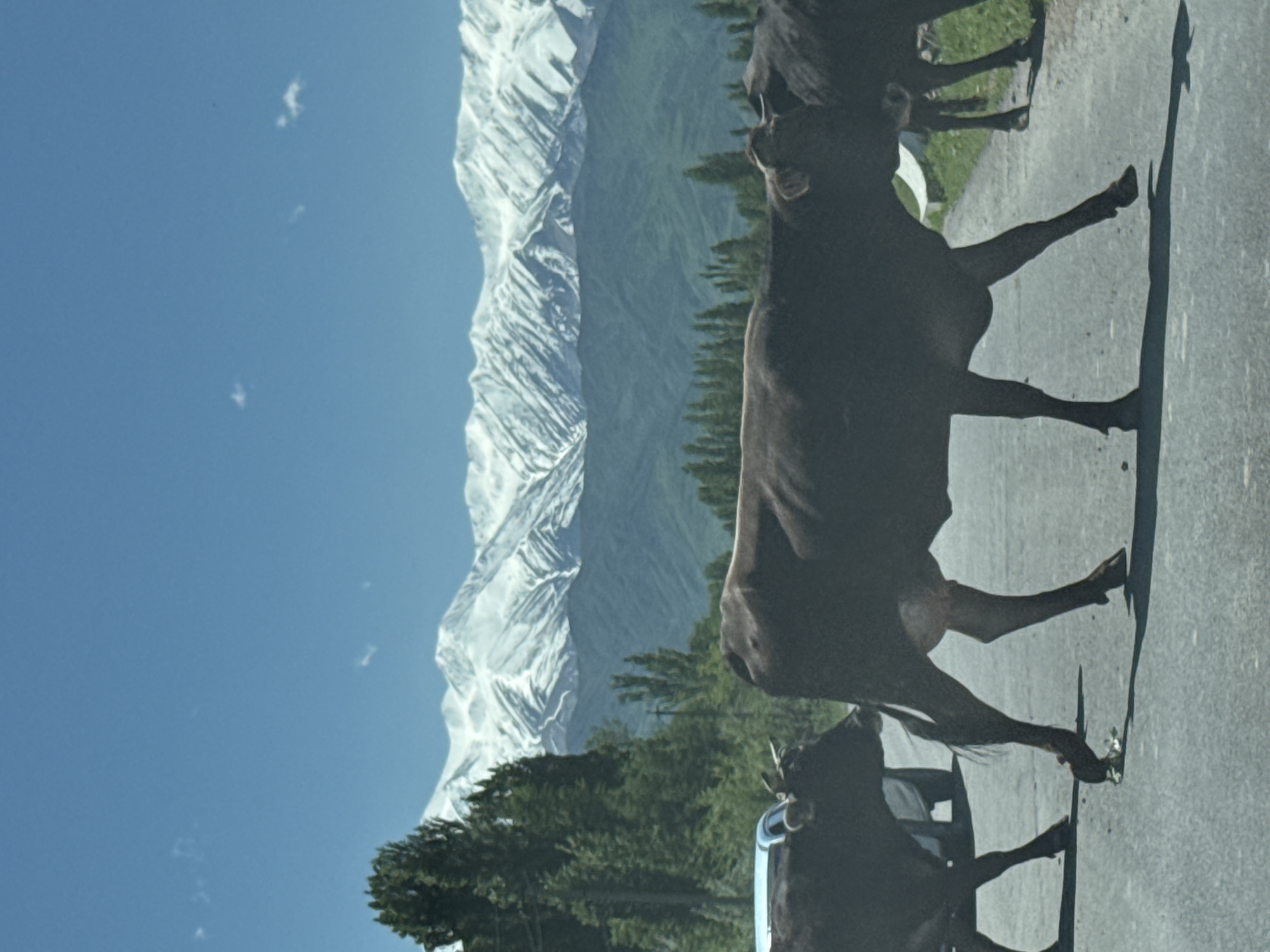 Cattle cross road near Burana, Kyrgyzstan amid mountain backdrop