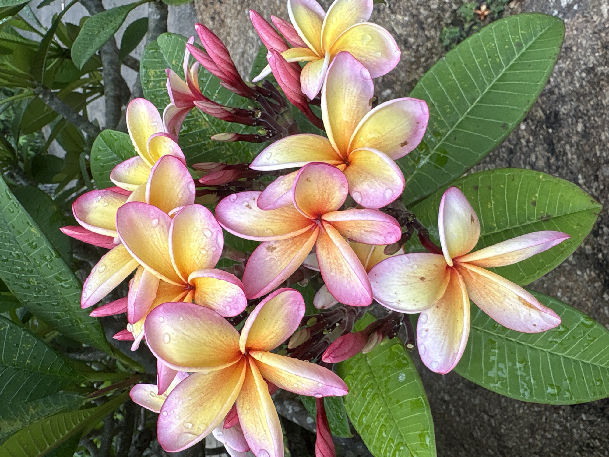 Tropical flora and local signage documented in Karon, Thailand