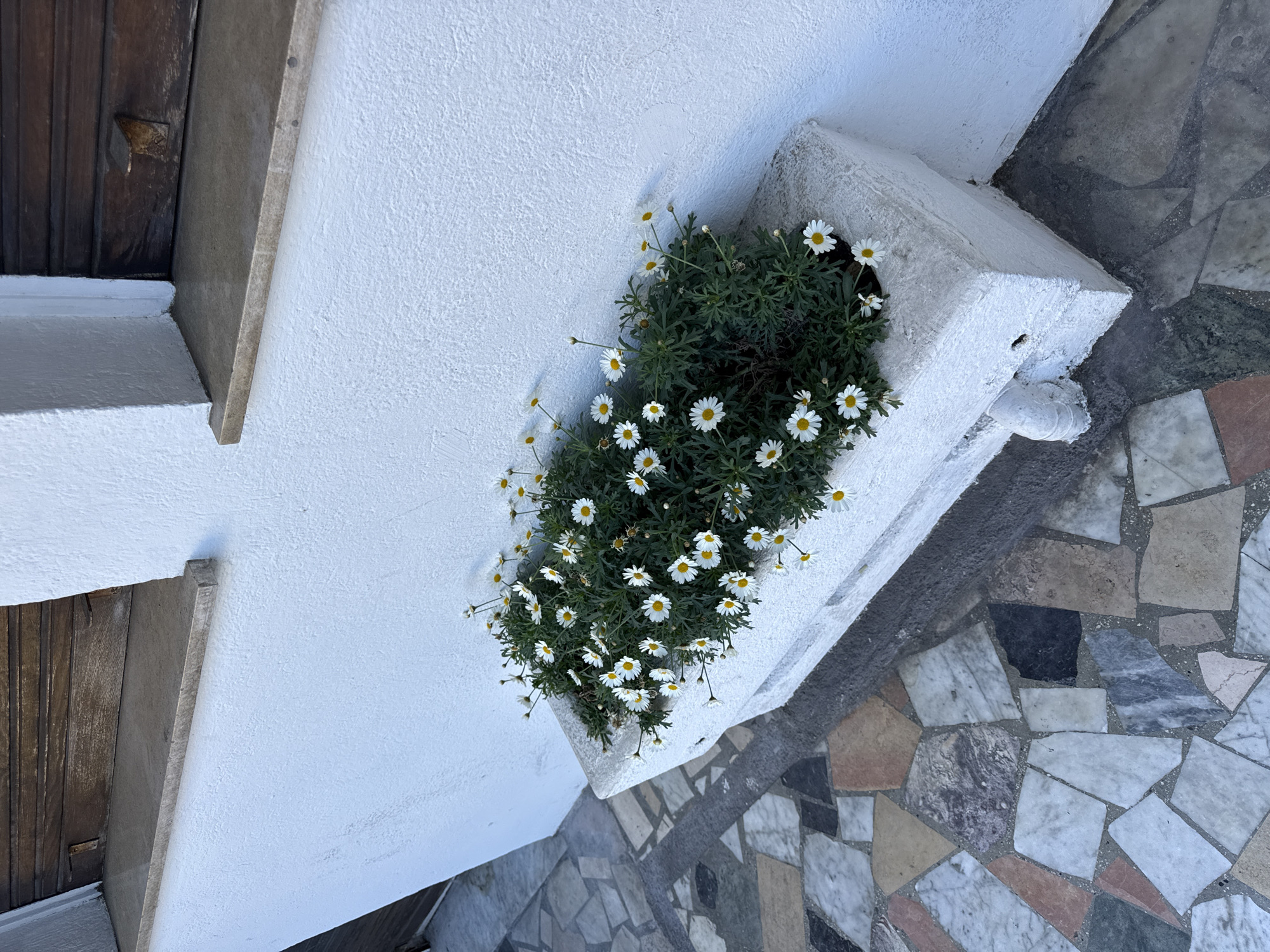 Daisy-filled planter observed on Nice street wall