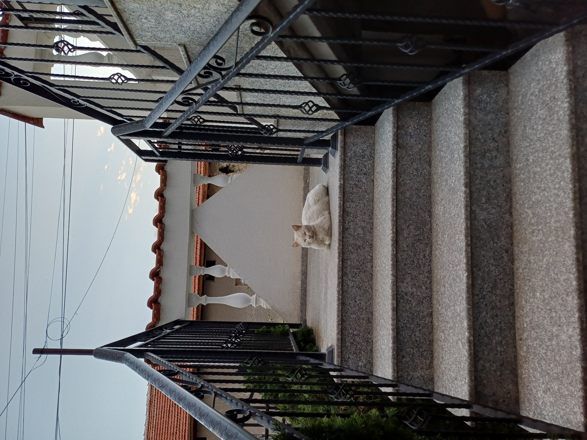 Cat rests on steps near flowering garden scene