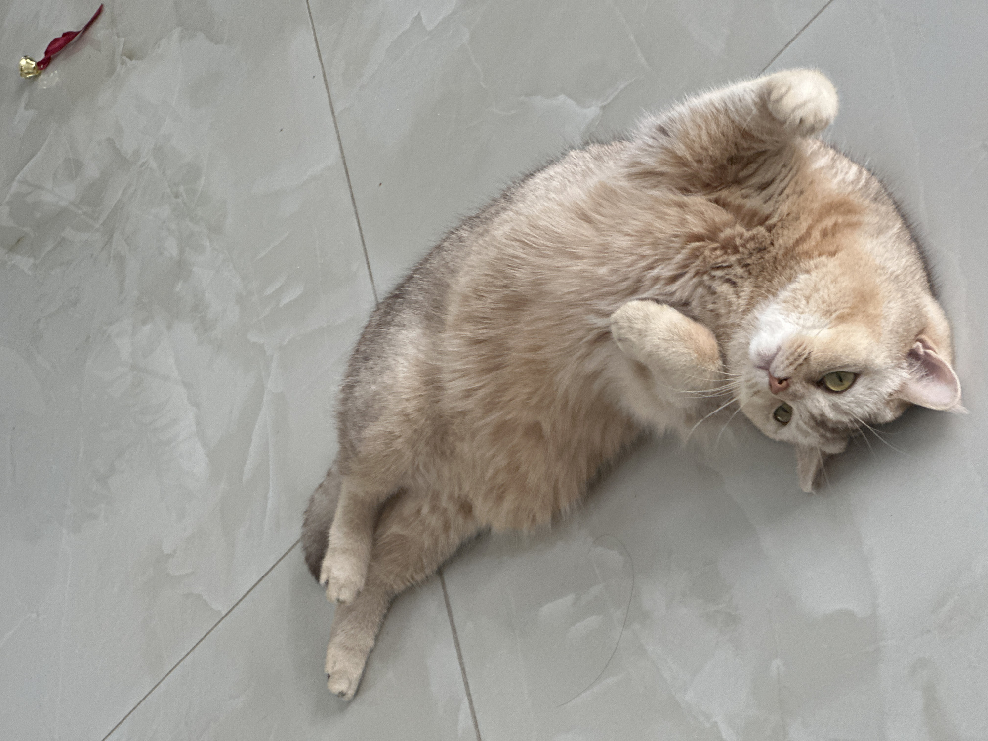 Tabby cat's morning rest session documented by witnesses
