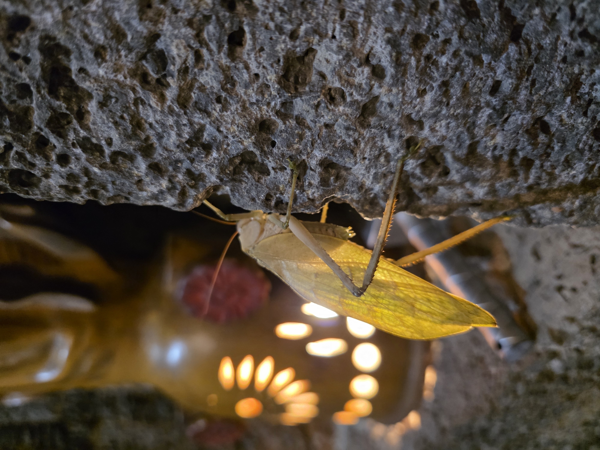 Grasshopper spotted on stone wall in Cuernavaca, Mexico