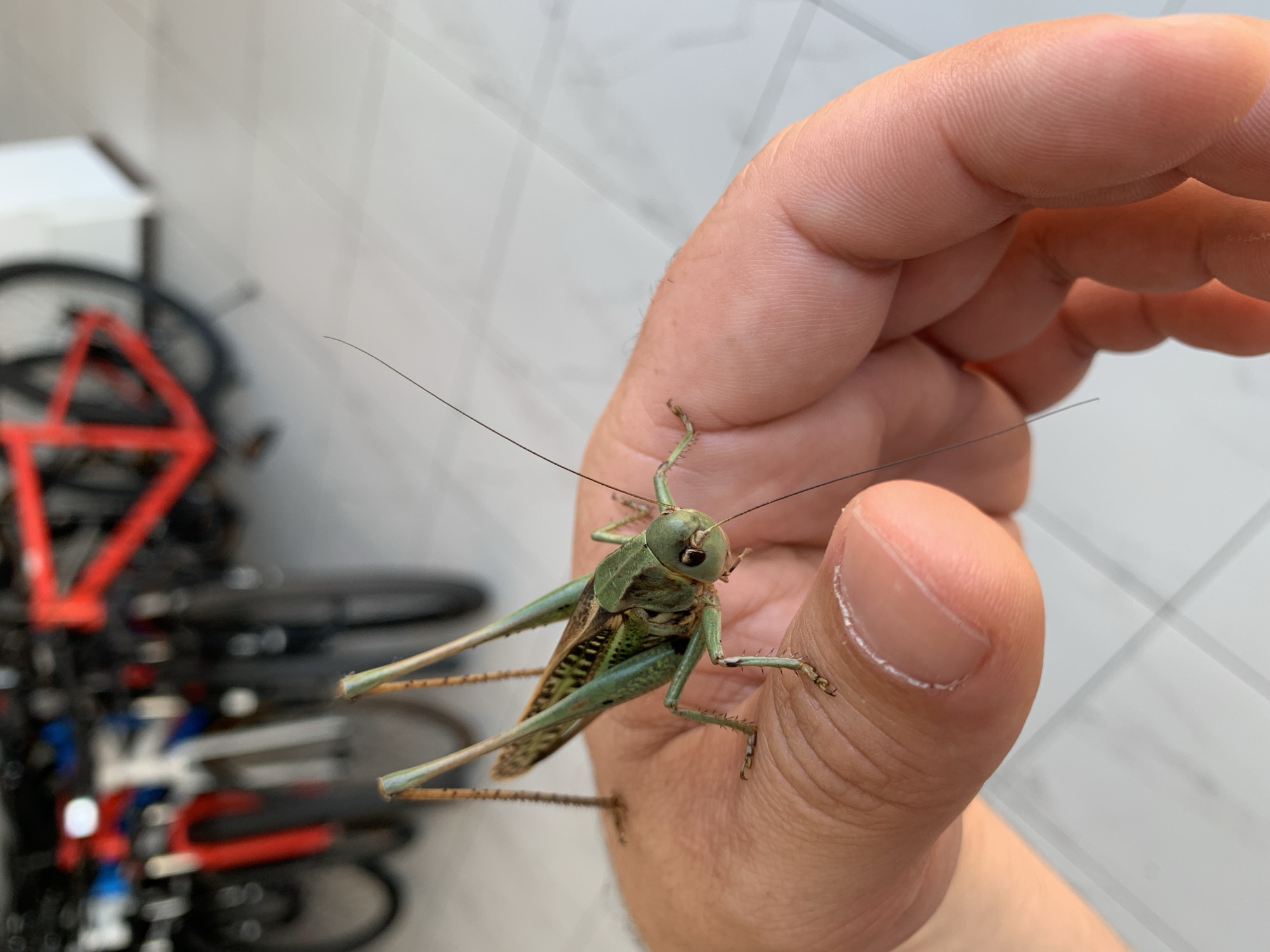 Green grasshopper examined up close in Kropotkin, Russia