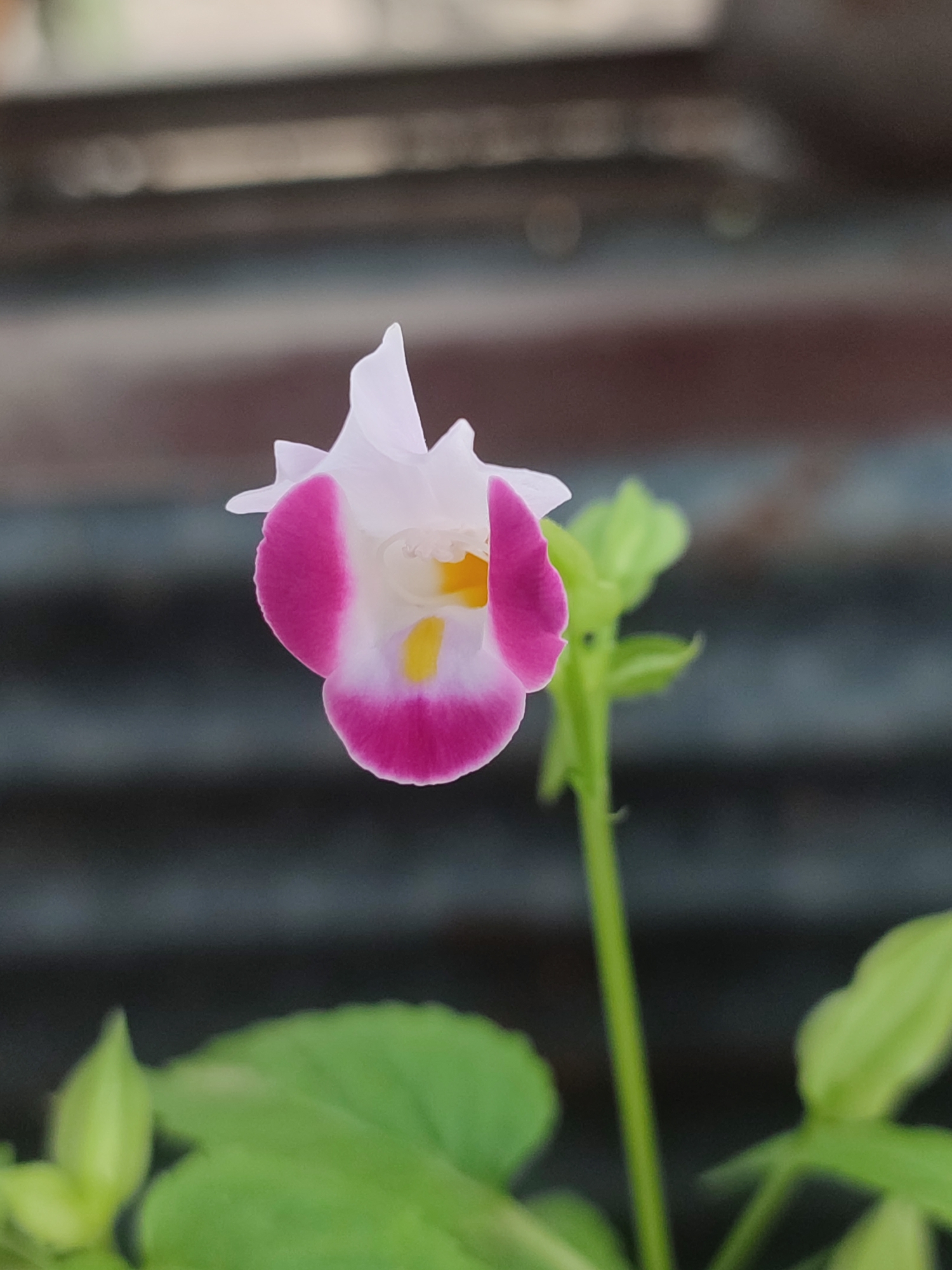 Macro garden photography across a dozen flowering plants in Blang Cut