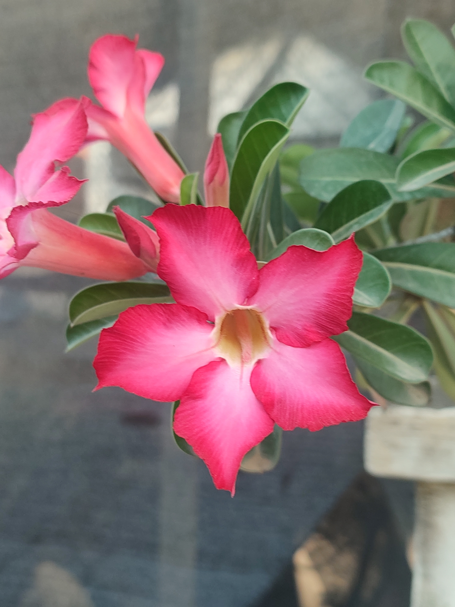 Backyard botanics: flowers and fruit in Blang Cut