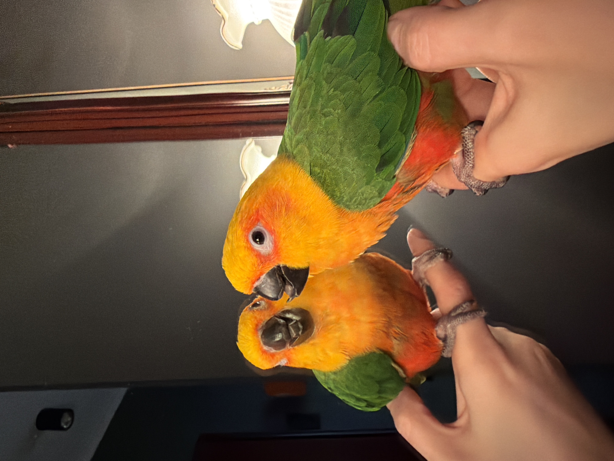 Colorful Sun Conure parrot photographed with reflection in Khimki