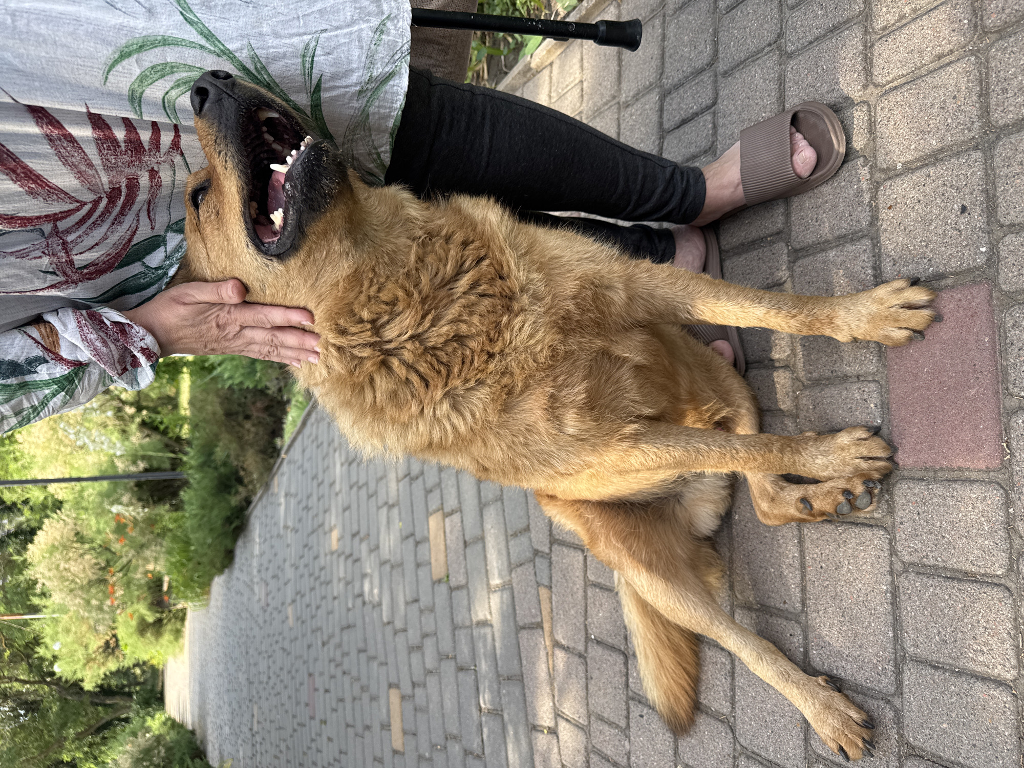 Hanging out with a dog on an Odesa walkway