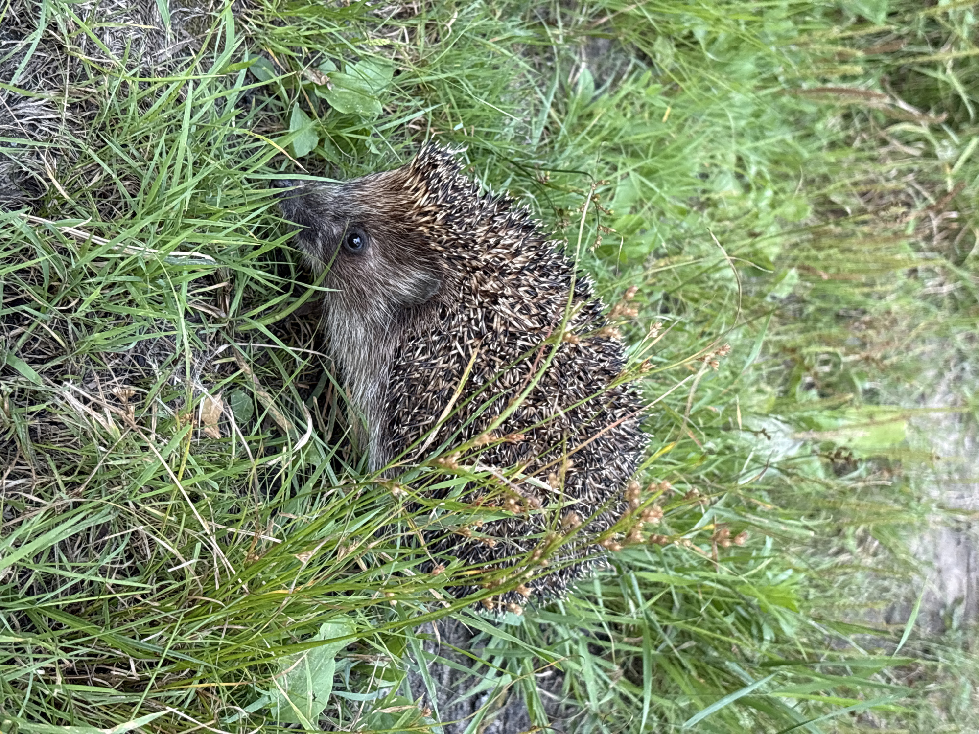 Hedgehogs, greenery, and outdoor scenes on a summer afternoon