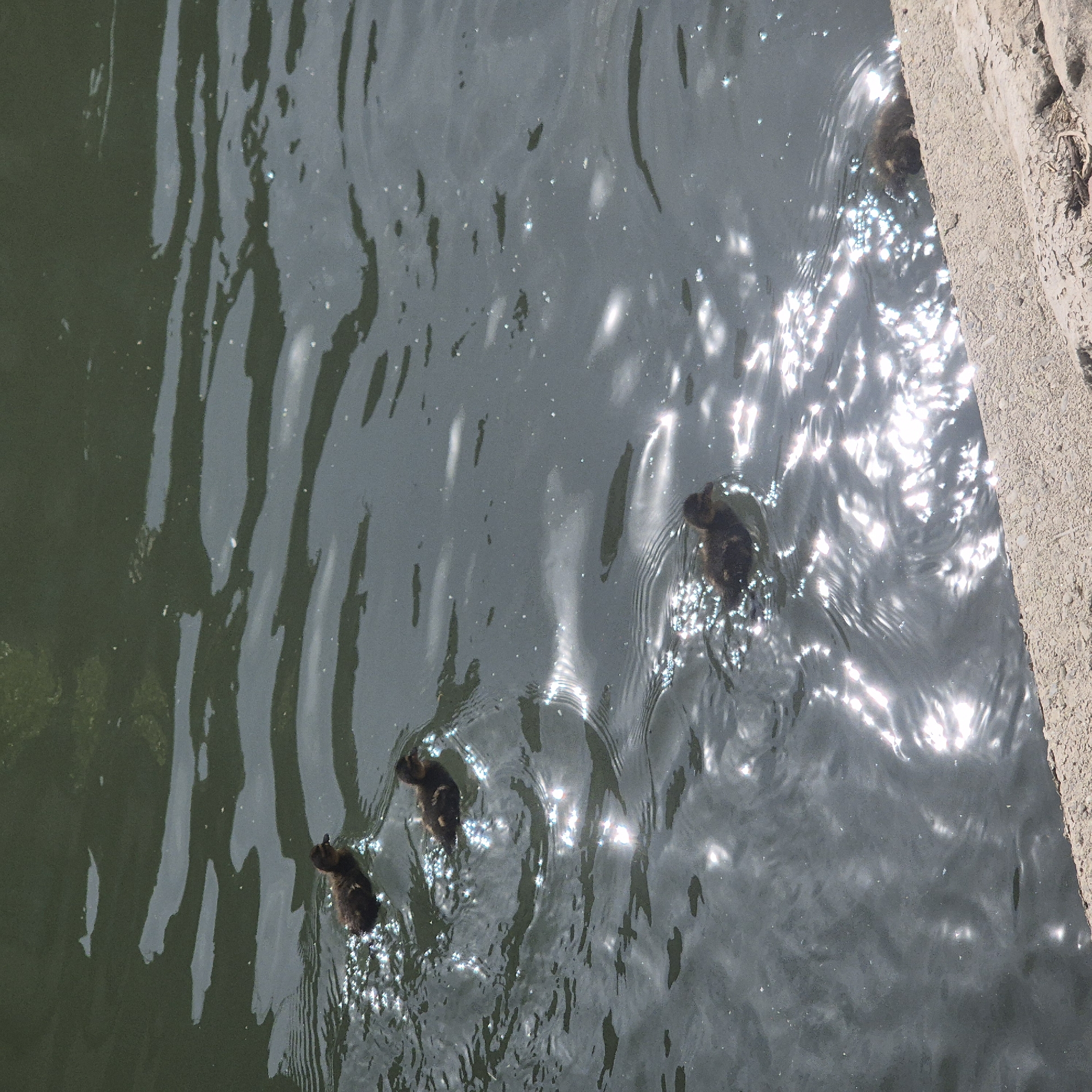 Ducklings and dog spotted near waterway in Strasbourg