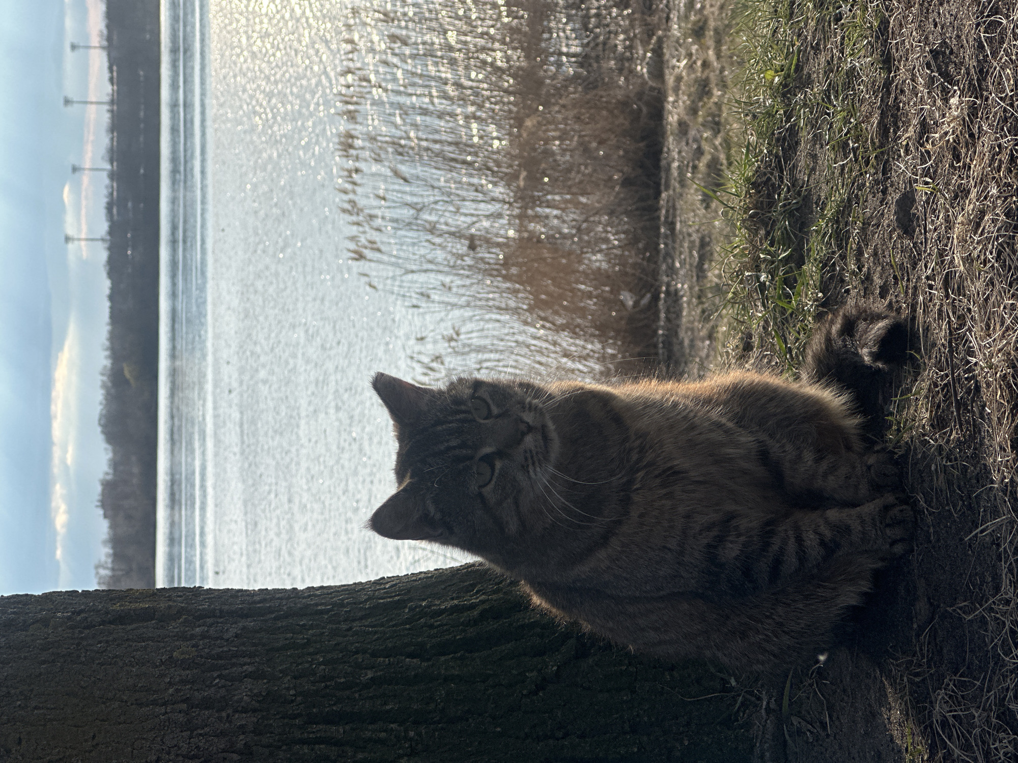 Cat rests on fallen trunk by shimmering water in Riga