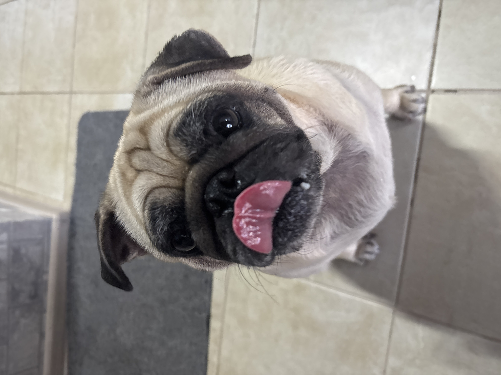 Pug puppy's breakfast and balcony playtime in Sochi