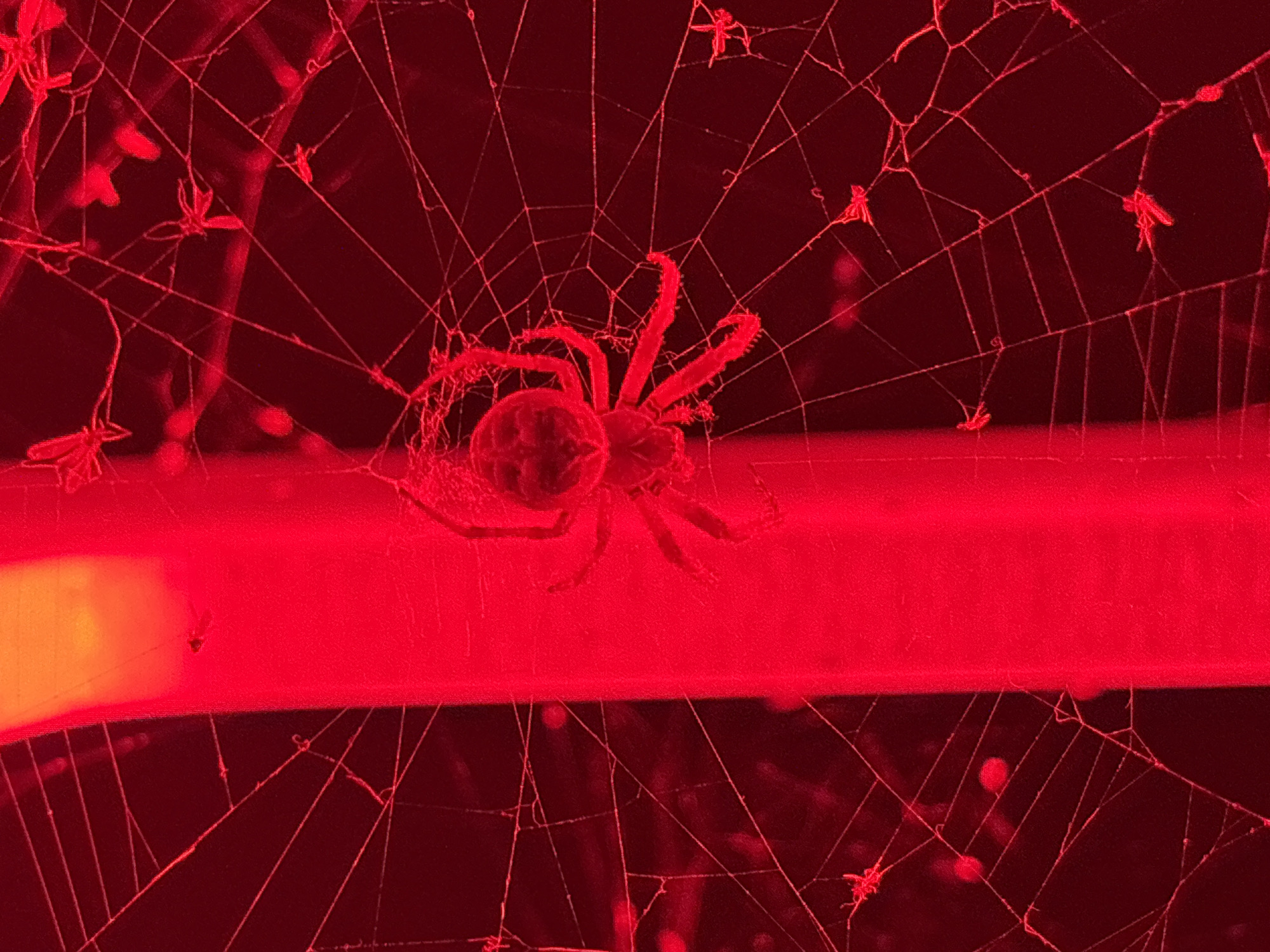 Spider holds its web between red bars, Luxembourg