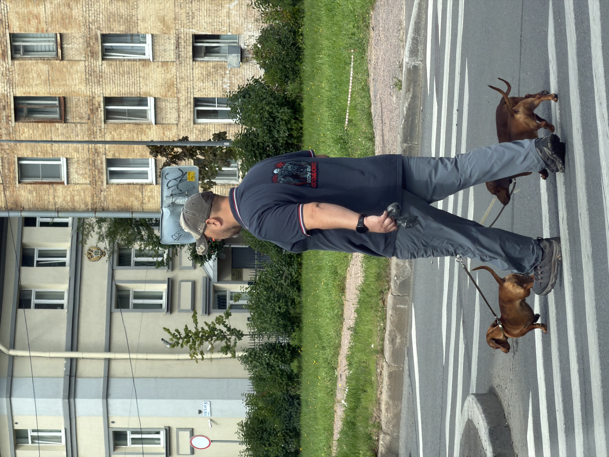 Two dachshunds crossing a Saint Petersburg street mid-morning