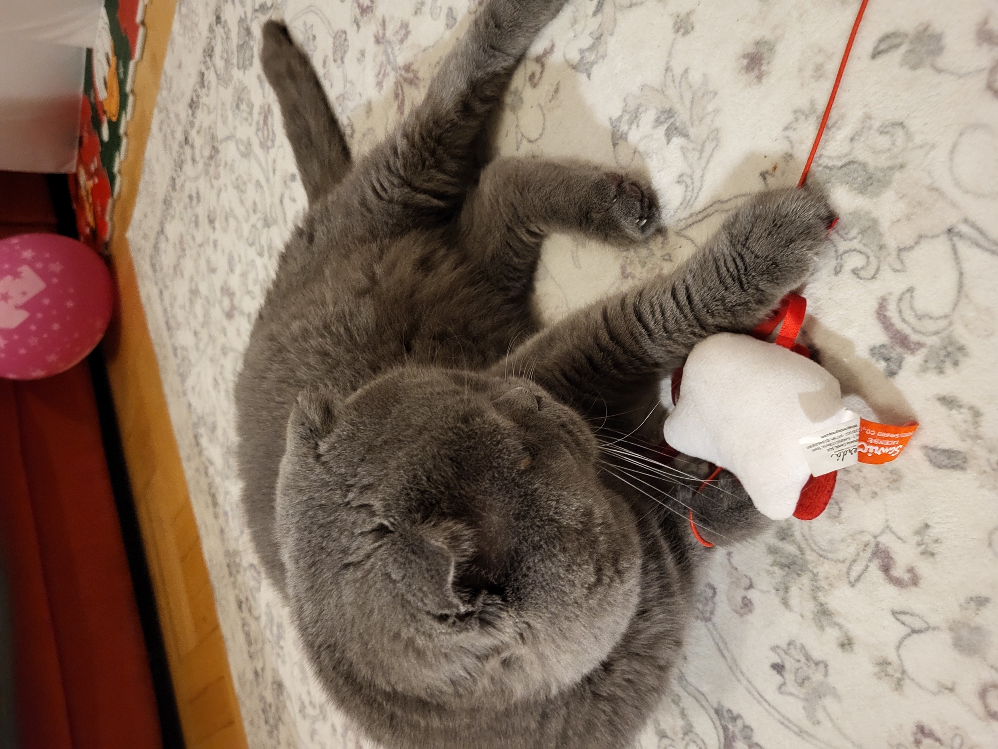 Scottish Fold cat playtime with toys and string