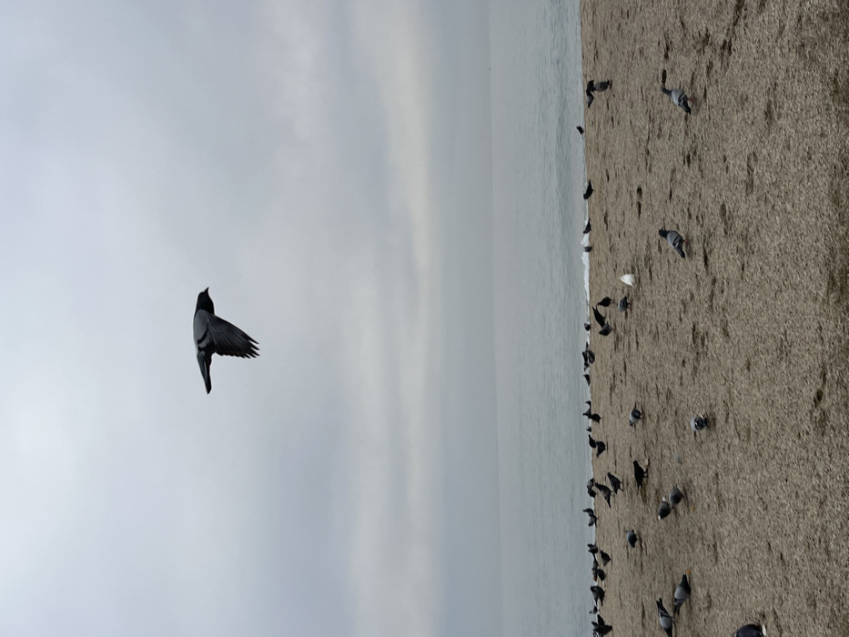 Early morning beach observations recorded in Alanya, Turkey