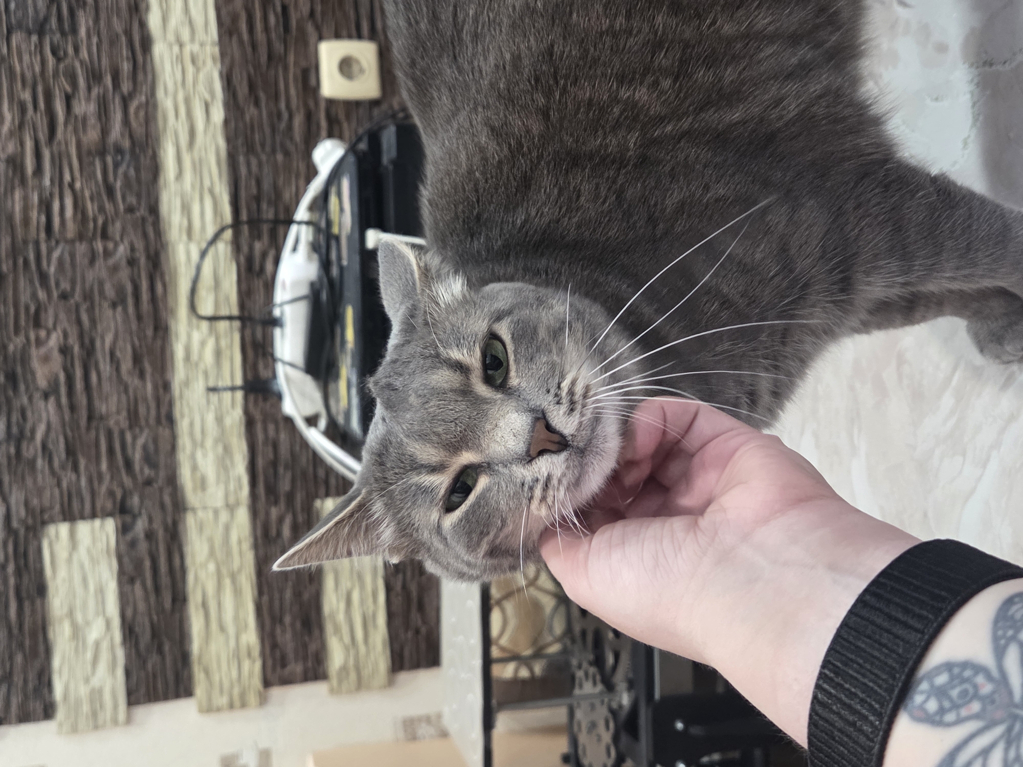 Grey tabby cat, green eyes, multiple close-up angles