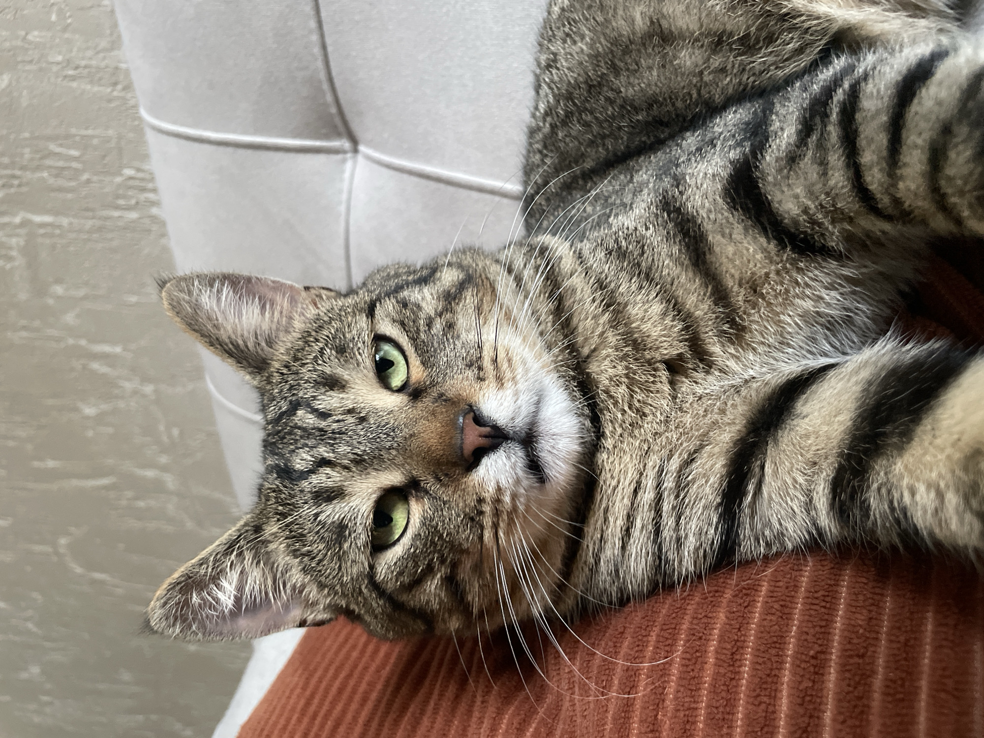 Tabby cat lounges at home across multiple angles