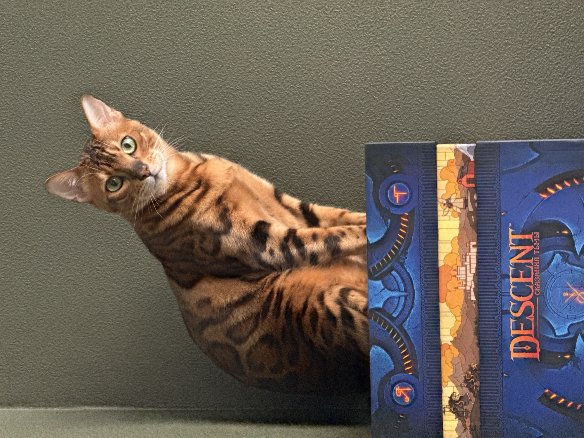 Bengal cat rests beside board games in Moscow