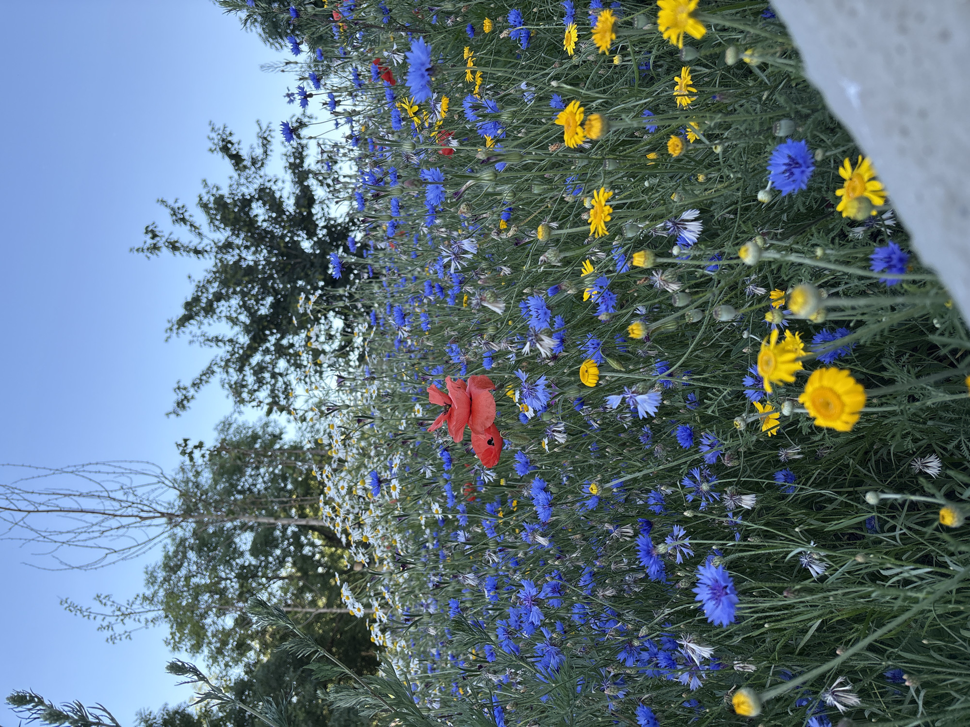 Wildflower meadow in full summer bloom, Hvidovre