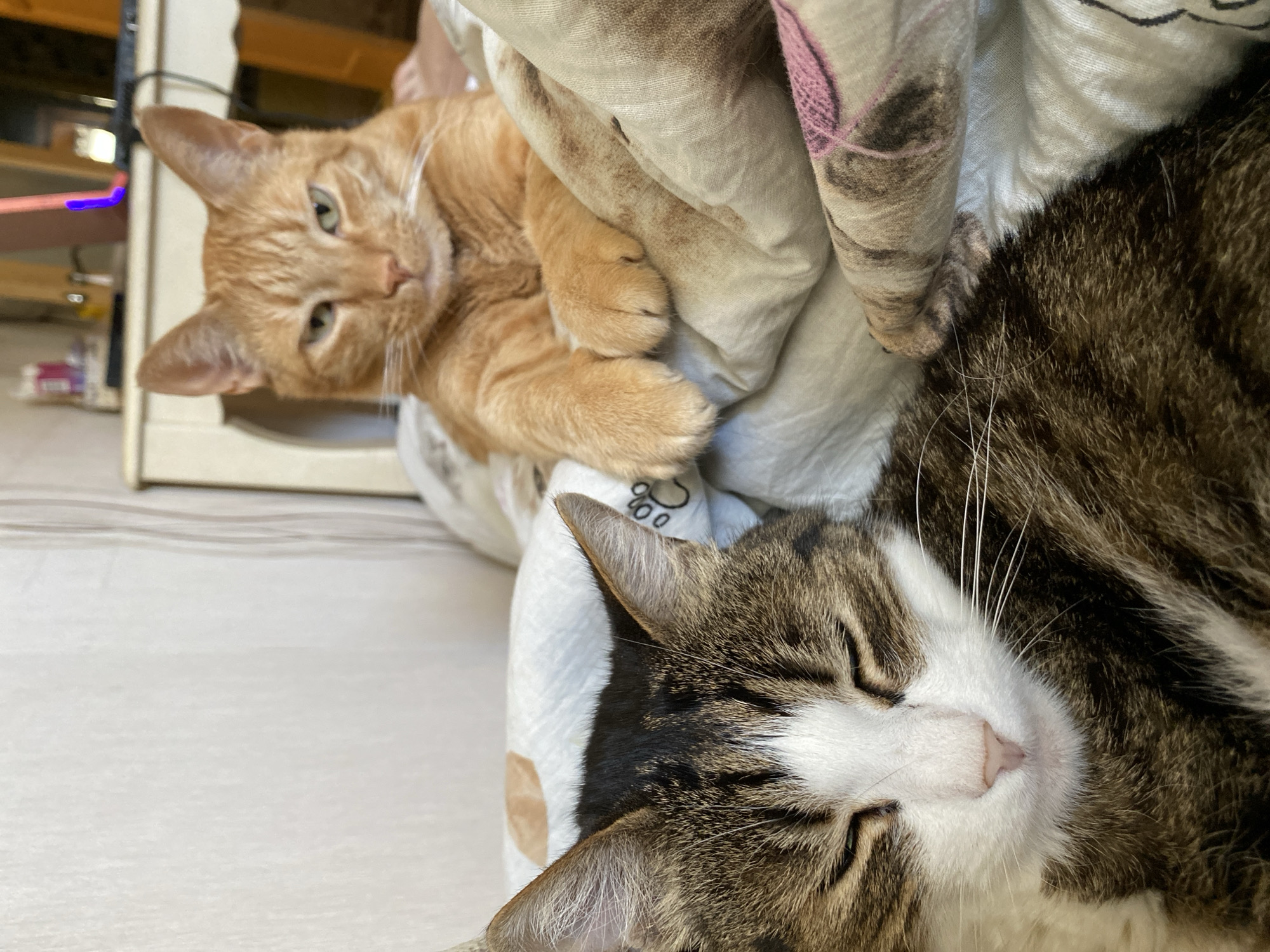 Two cats photographed resting together on blanket in Sevastopol