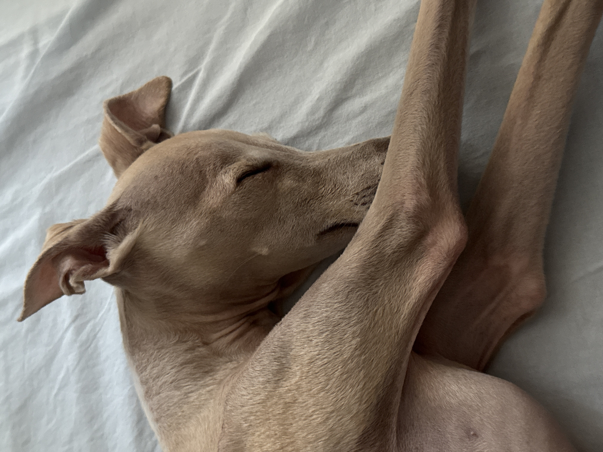 Italian Greyhound deep asleep on a blue sheet in St. Petersburg