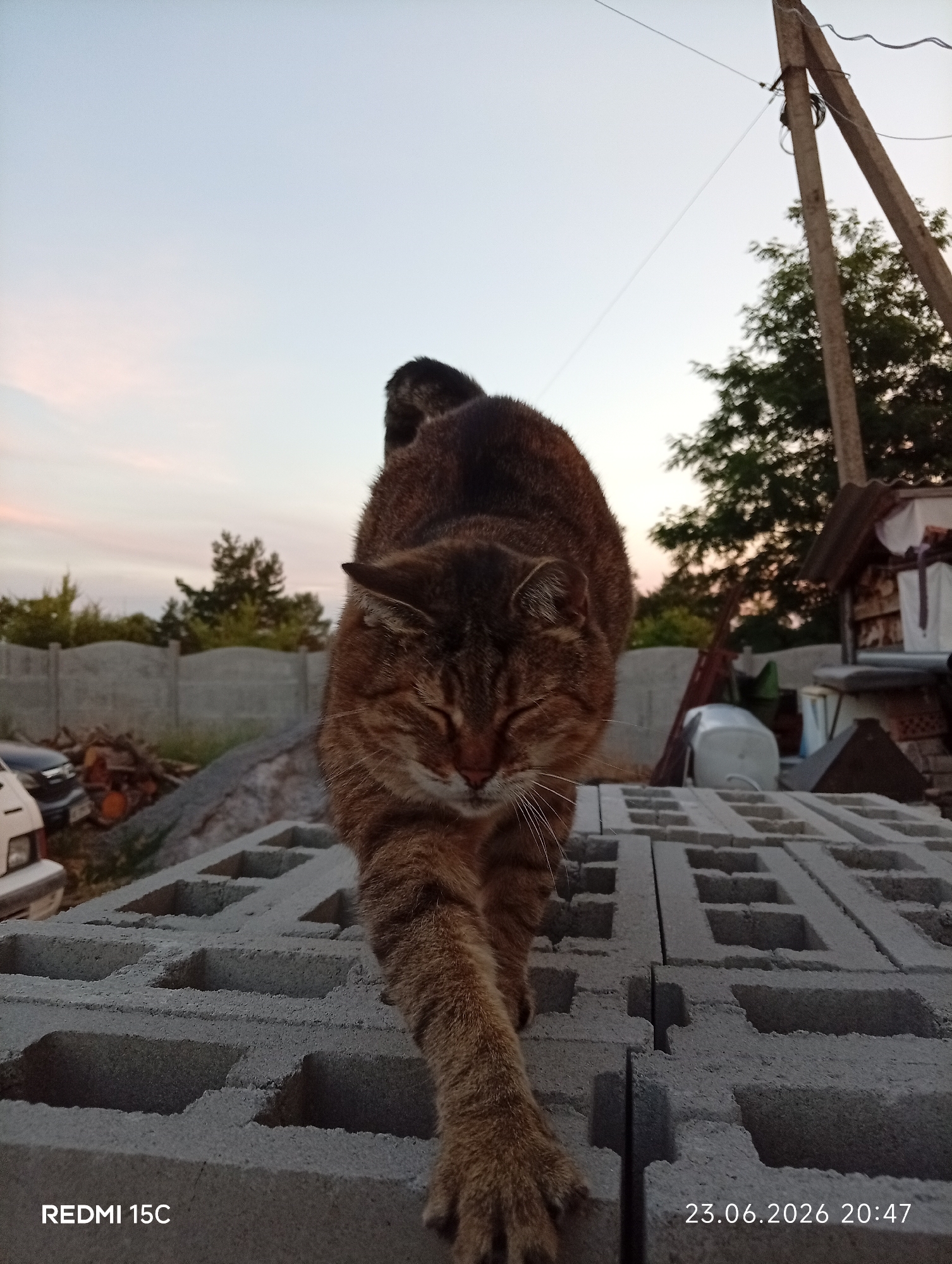 Cats, gardens, and sunset skies in rural Mykolaivka