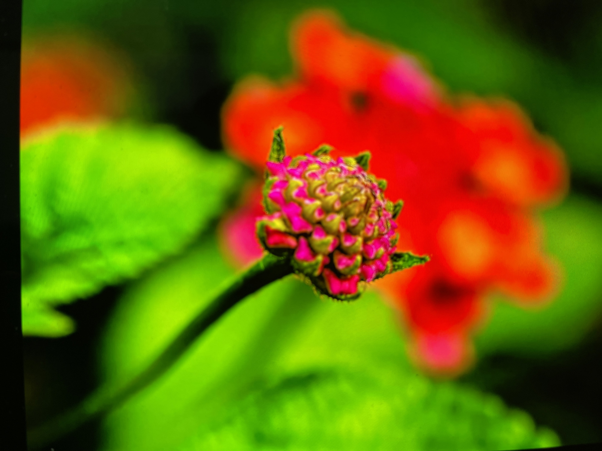 Macro nature photography — flowers, fungi, and insects in Keudebayu