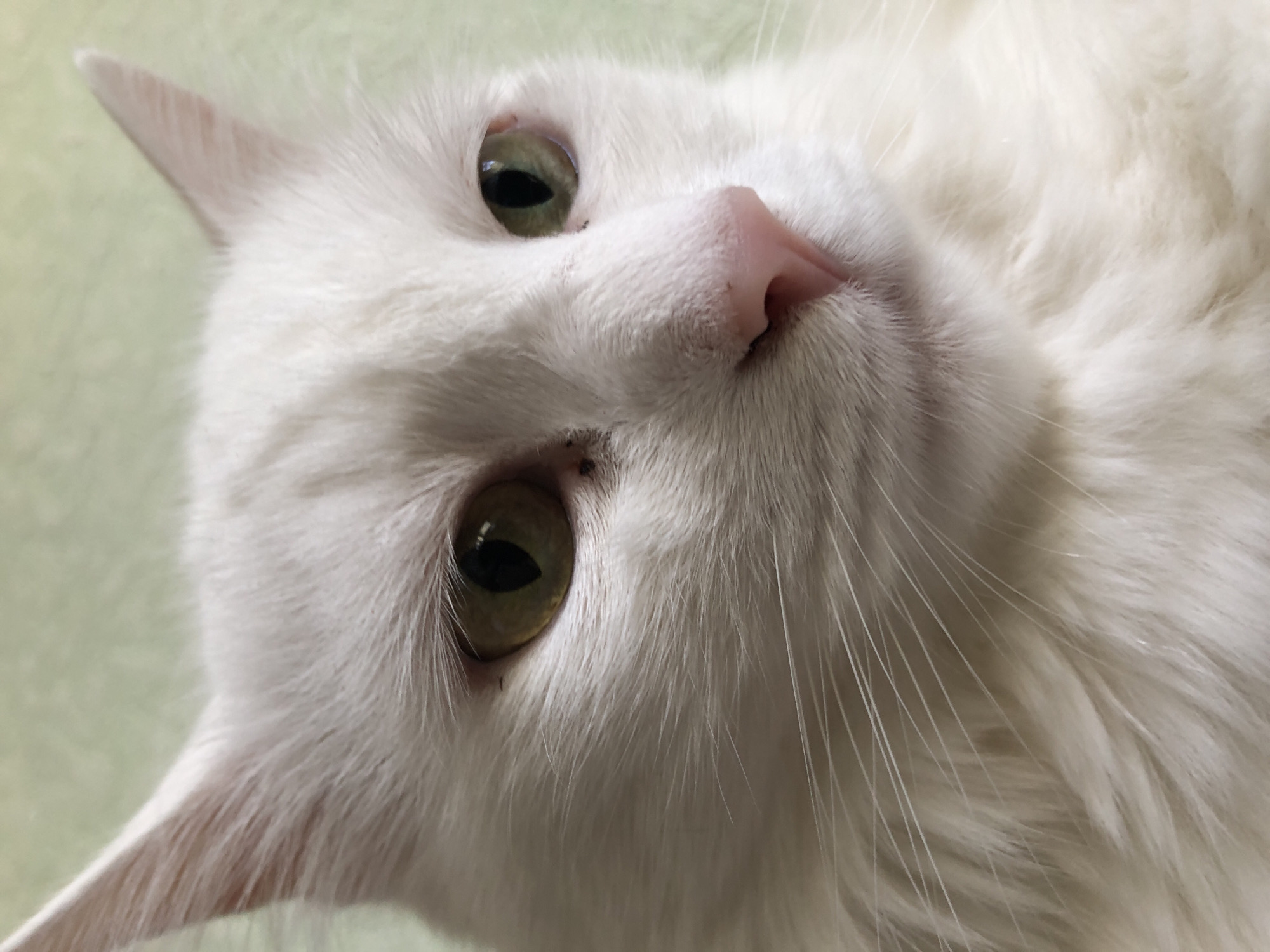 White cat with green eyes, photographed up close indoors