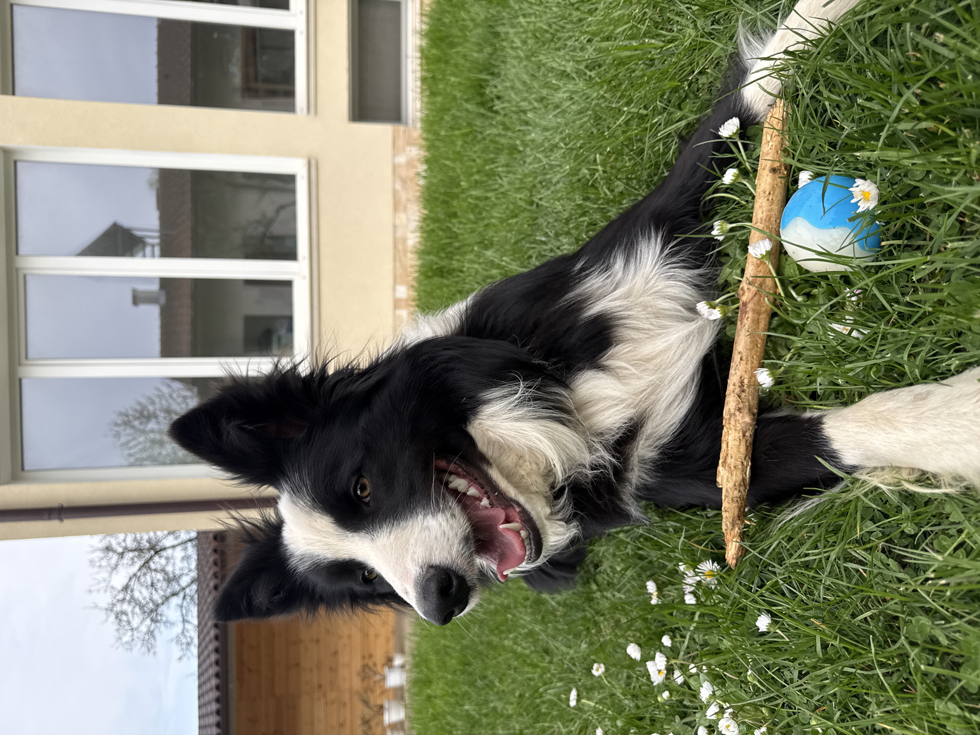 Pets enjoy afternoon leisure time in Bulgarian town
