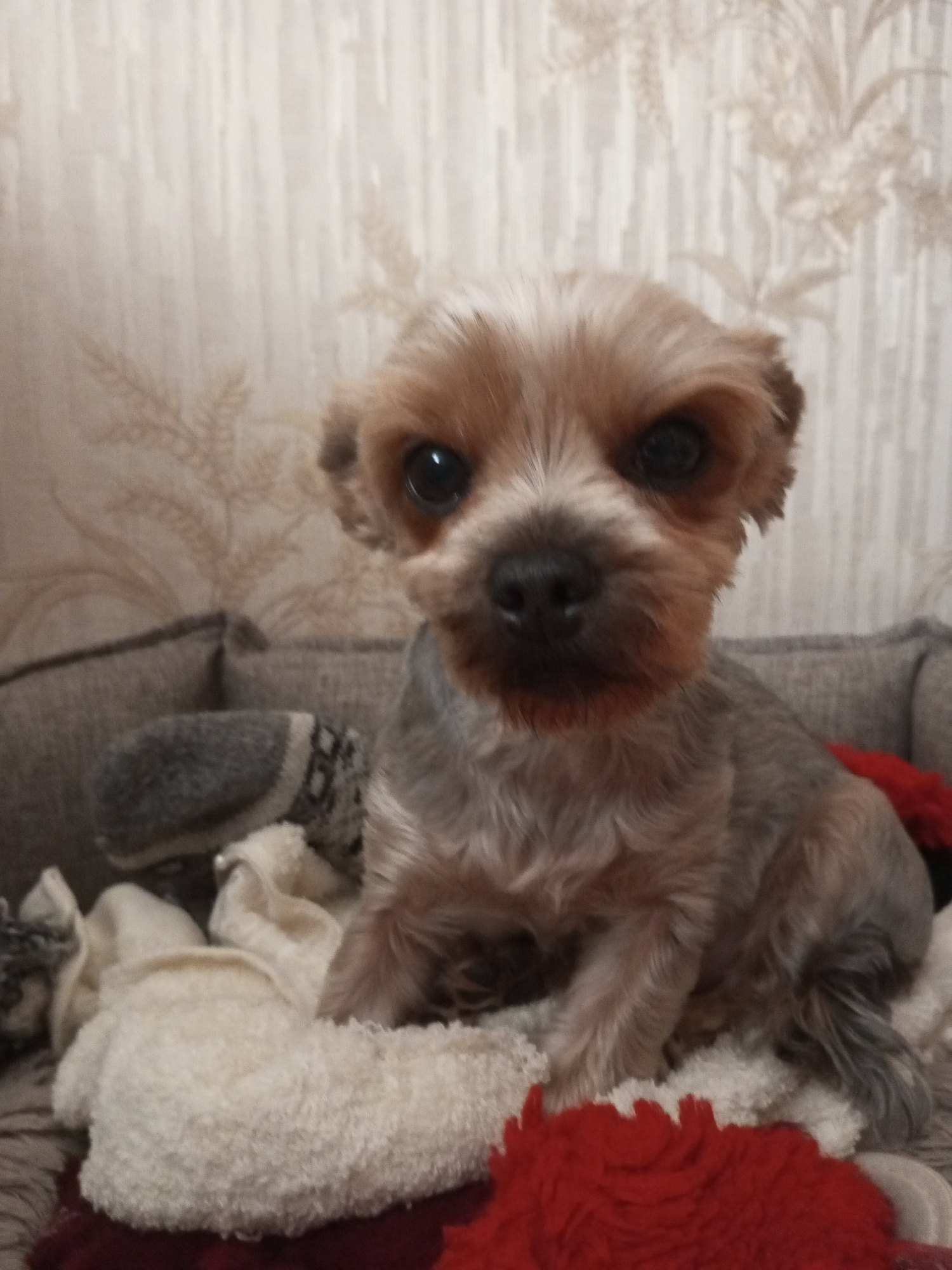 Yorkshire Terrier lounging on blankets in a Russian home