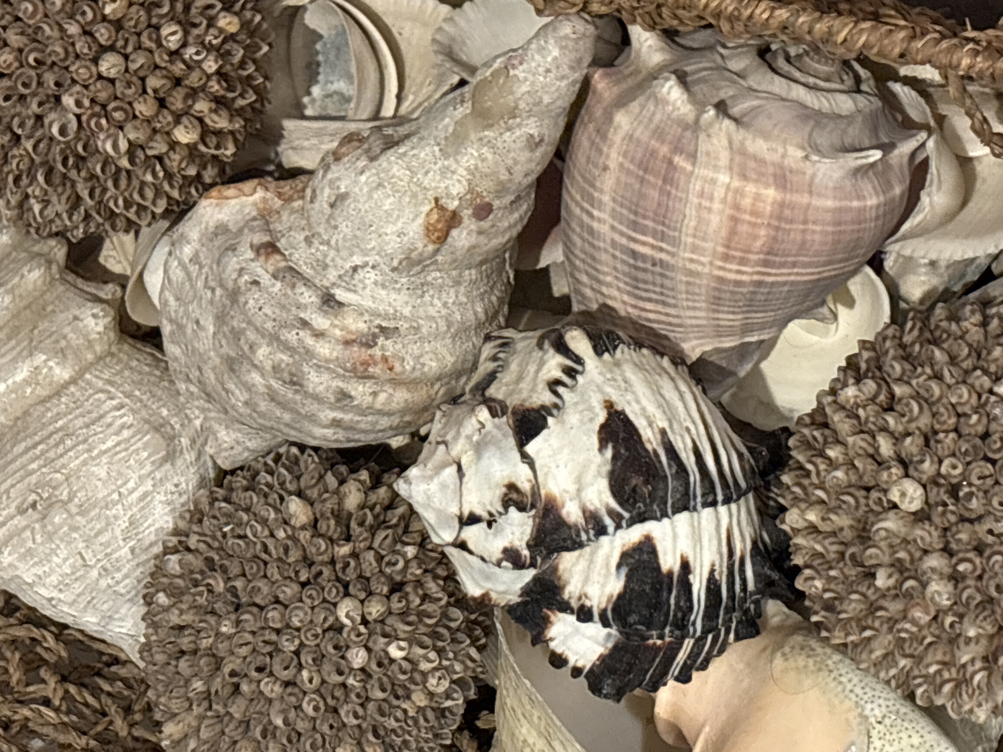 Decorative seashell and dried flower display observed in Puebla