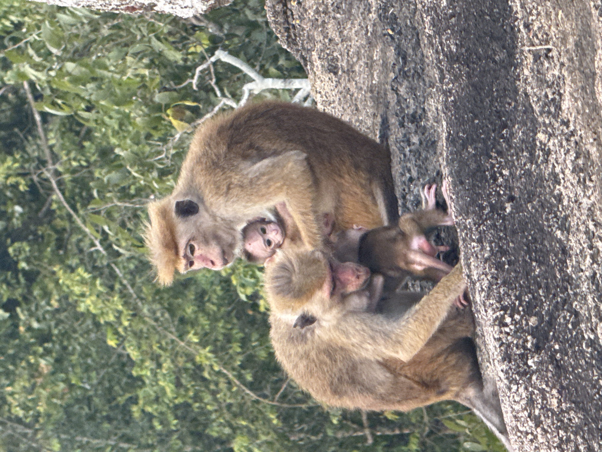 Toque macaques huddle together on a rocky surface in Sri Lanka