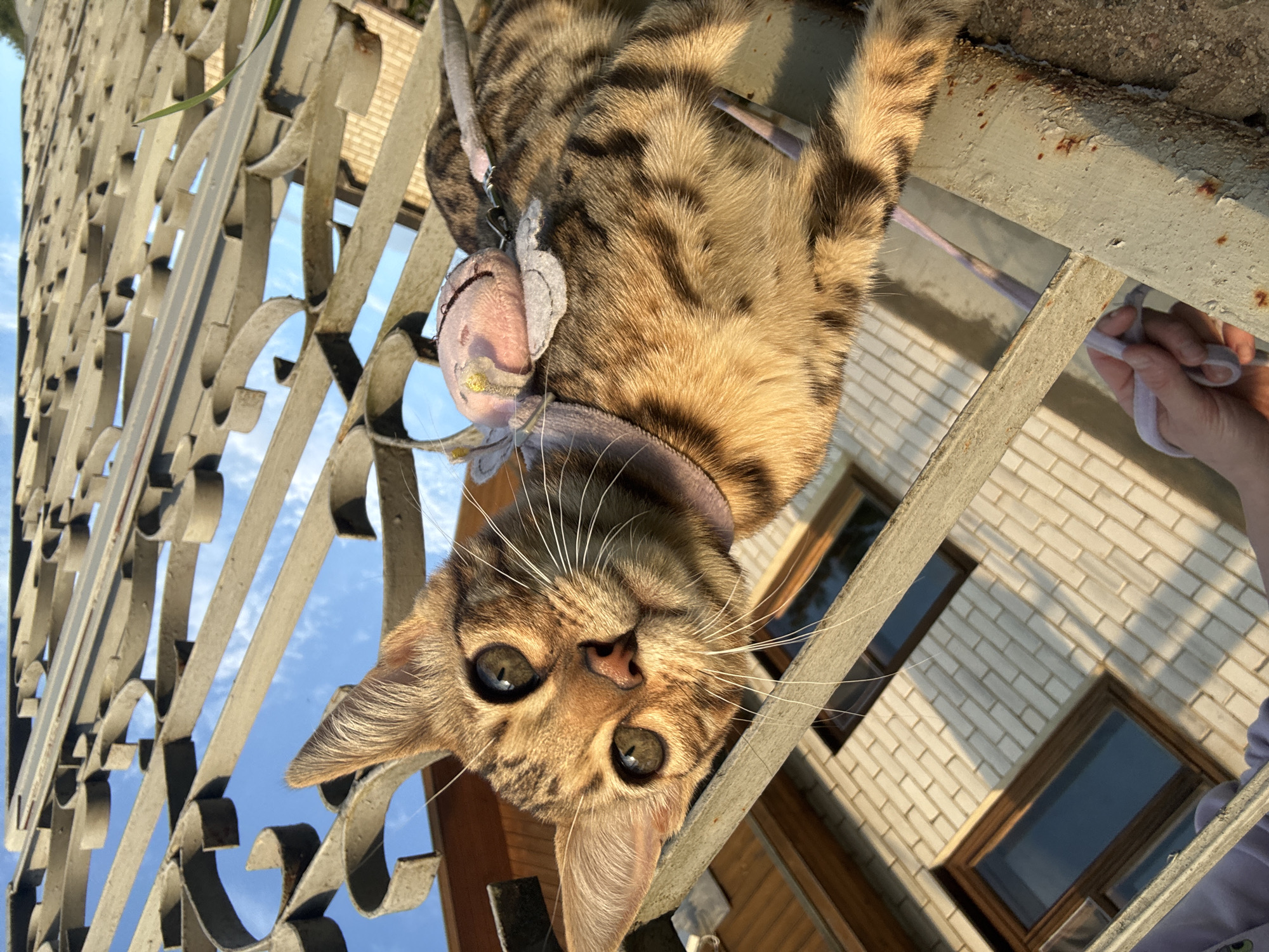 Bengal cat explores a Rzhev backyard on a summer evening