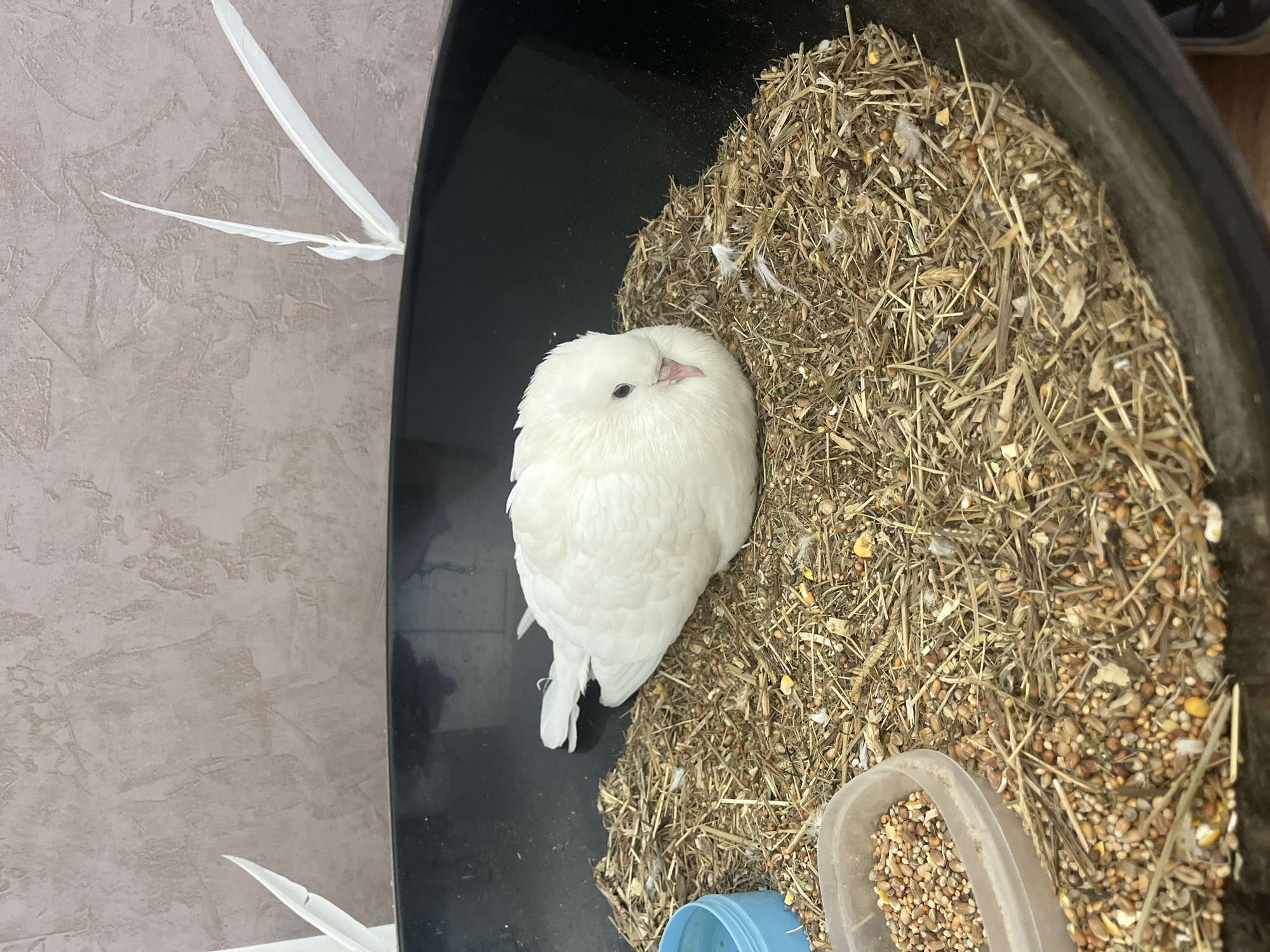 Doves, a rabbit, and indoor plants in a home setting