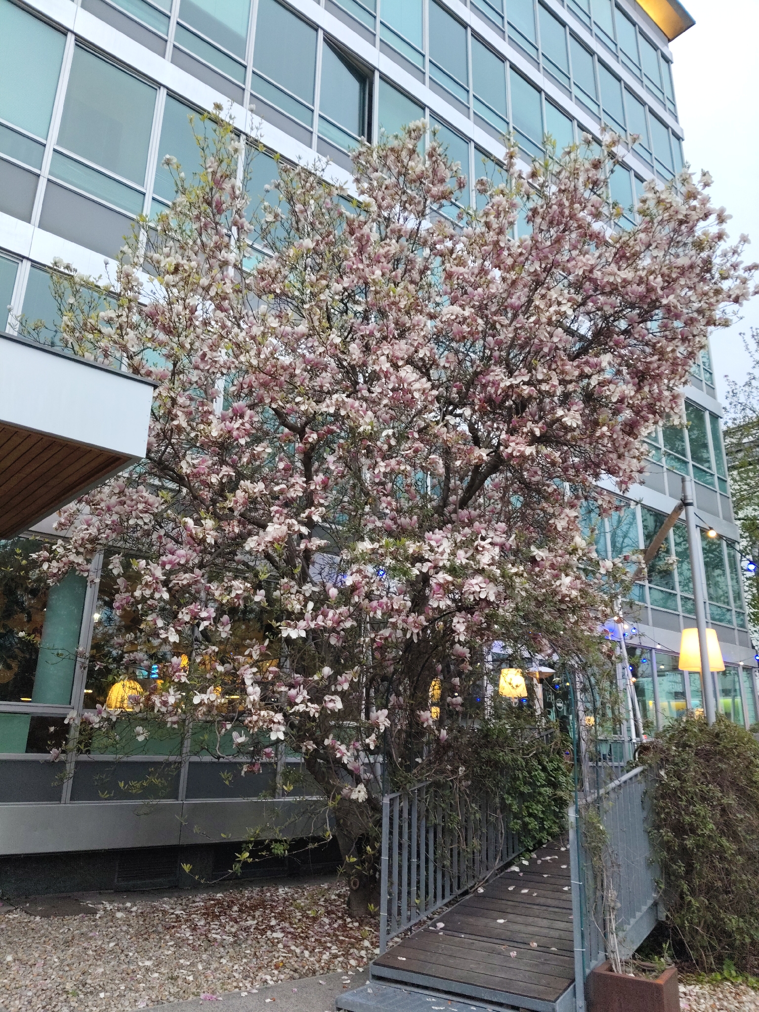 Spring blossoms and vintage trailer spotted in Vienna