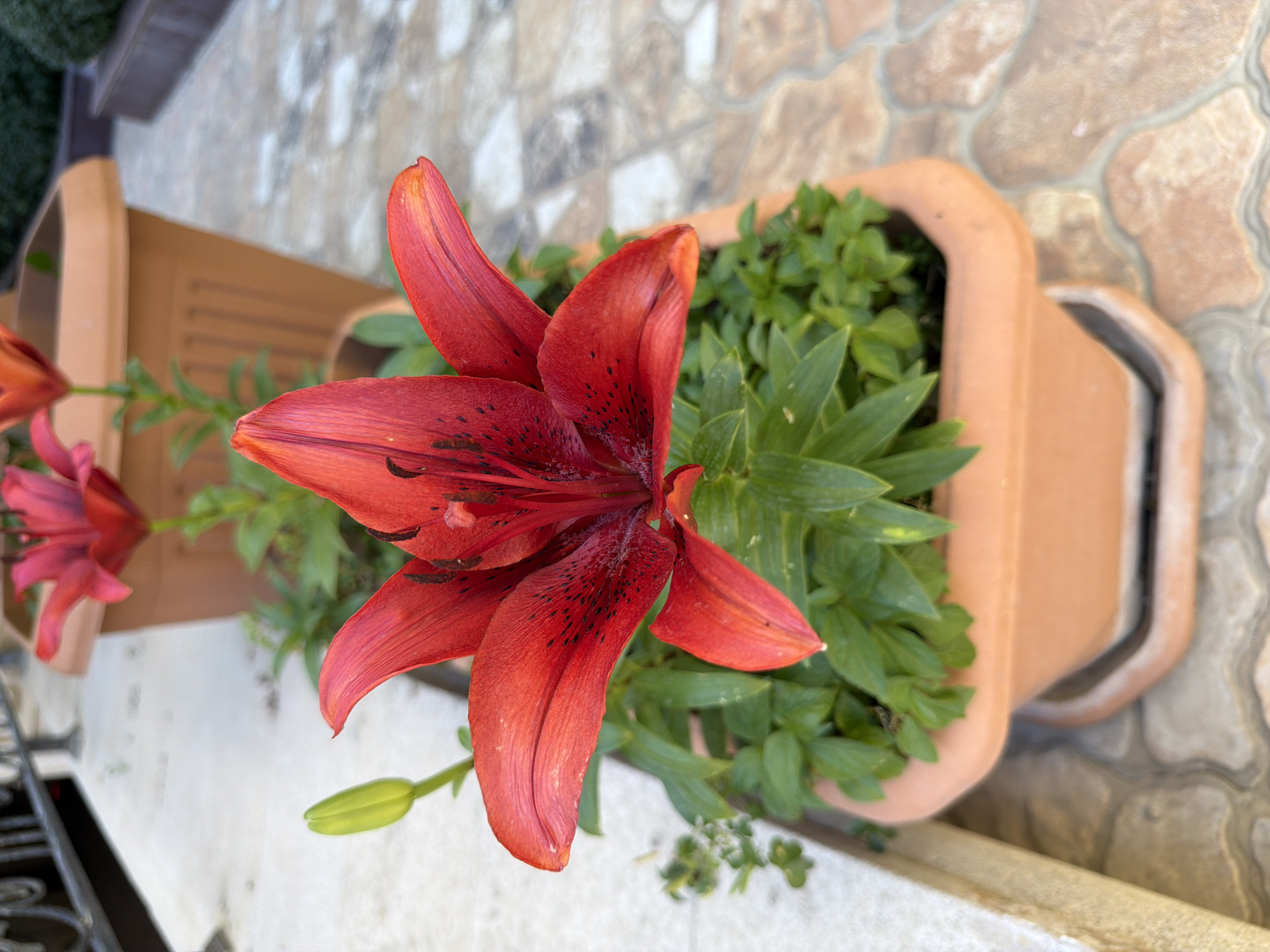 Garden morning: flowering plants, ripe fruit, and quiet outdoor scenes