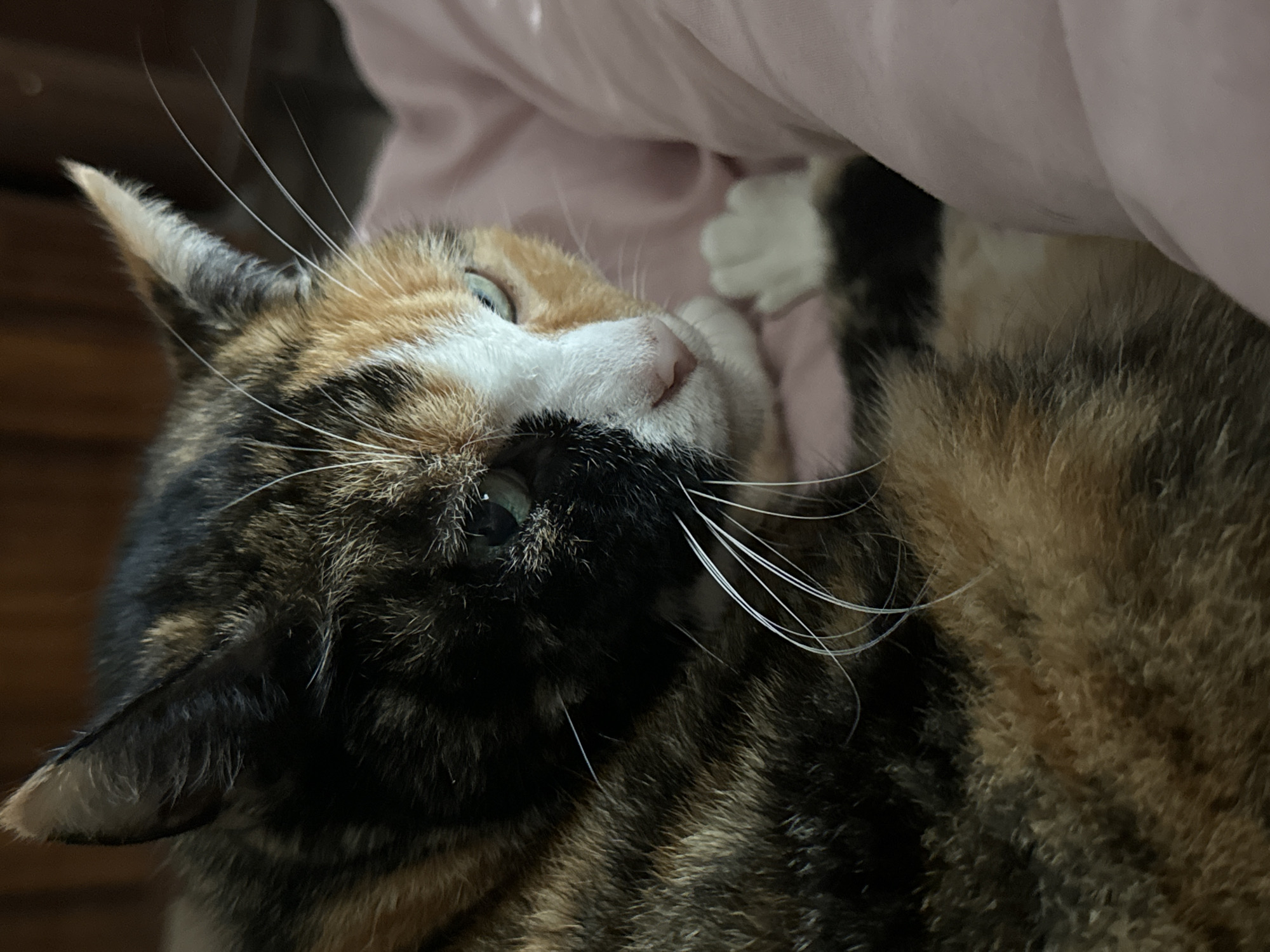 Calico Cat Documented Resting and Grooming Over 41 Minutes