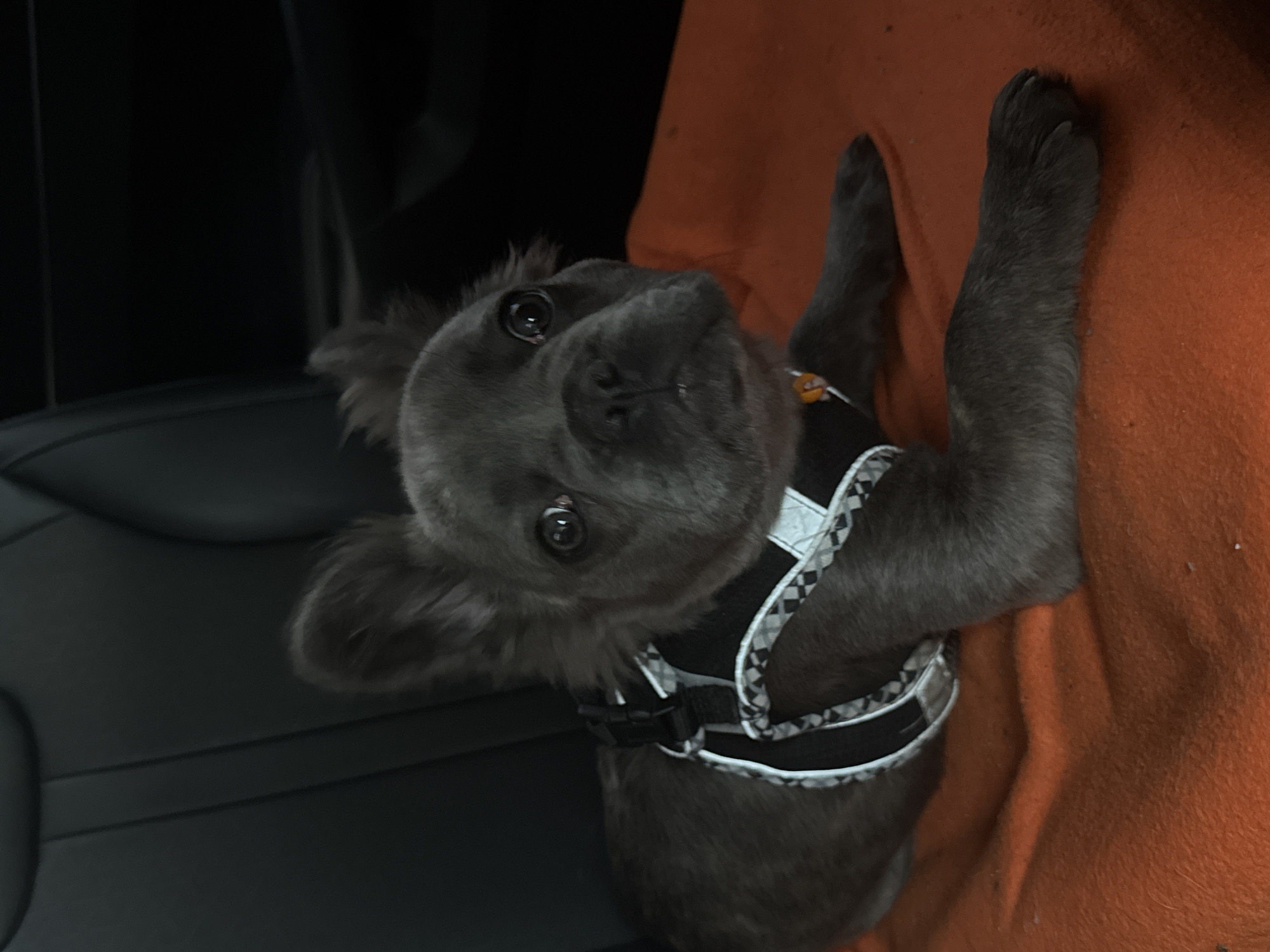 French Bulldog puppy travels in car seat in Sofia