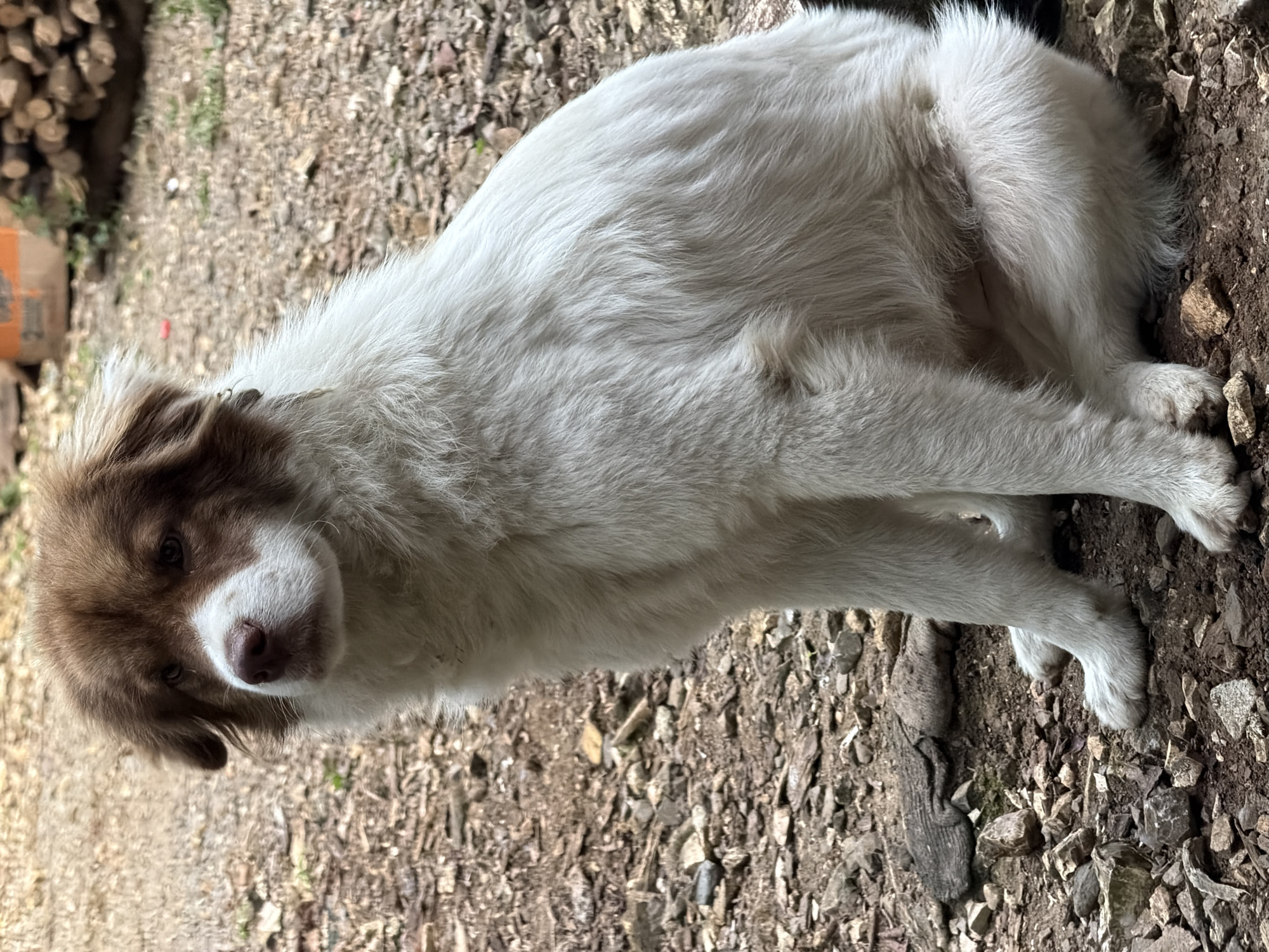 Woman pets dog in rural Mexican towns overnight