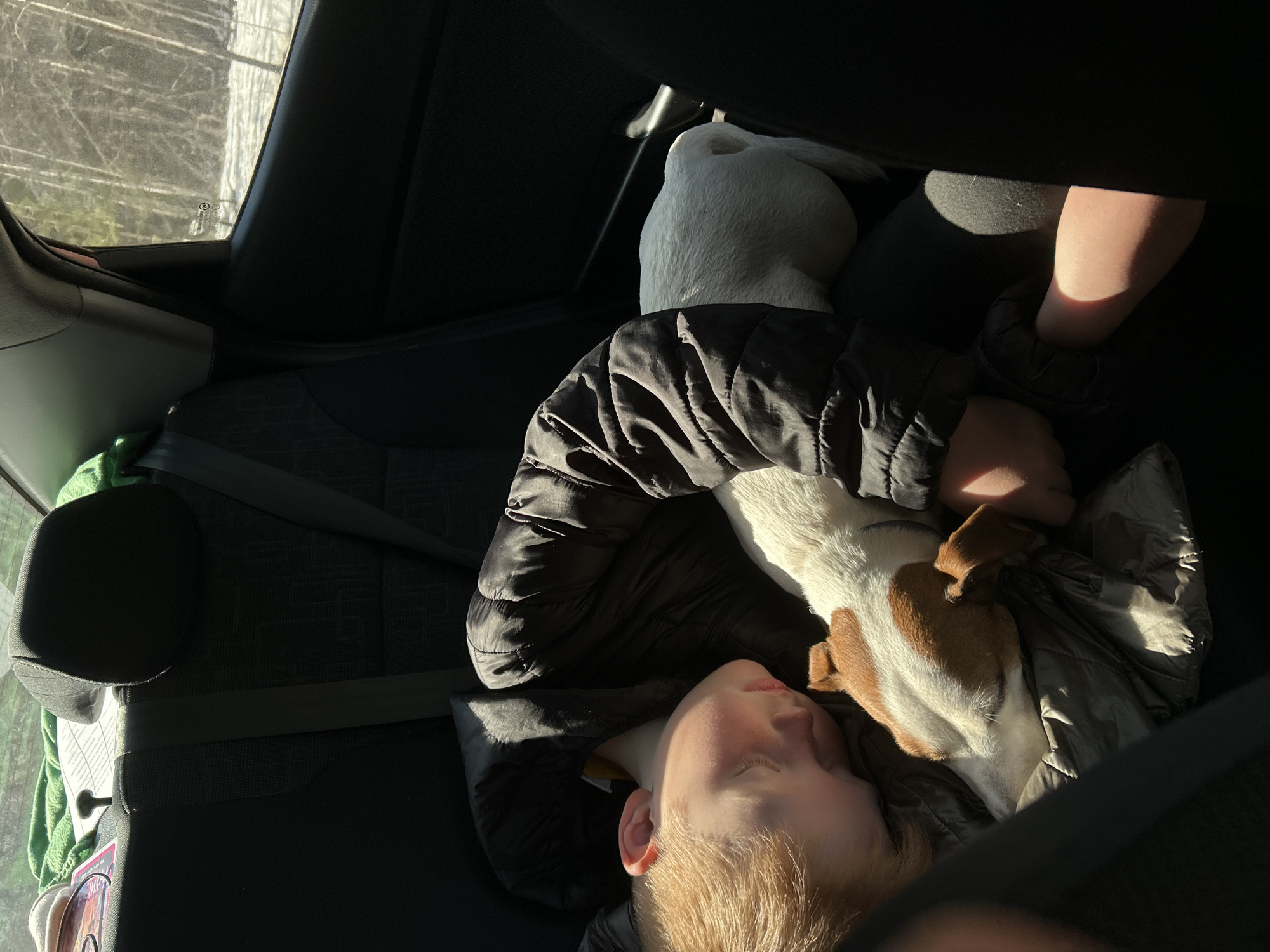 Boy sleeps with Jack Russell Terrier in car backseat